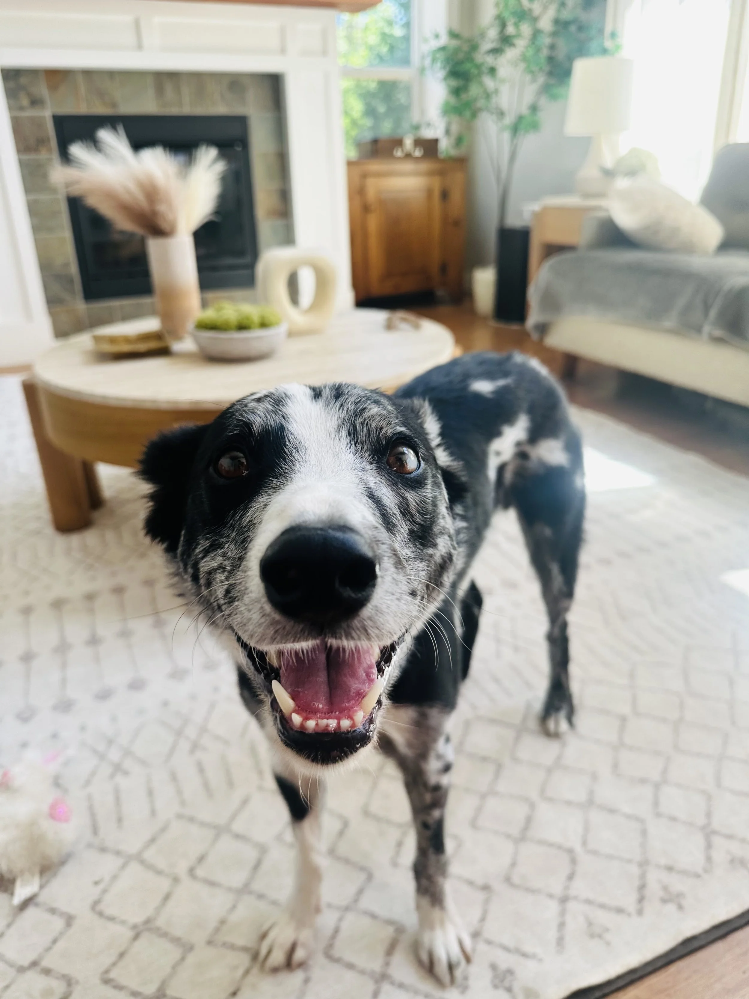 A black and white dog with a happy expression in a living room with a beige rug, a round wooden coffee table with decorative items, a gray sofa, and large windows with natural light.