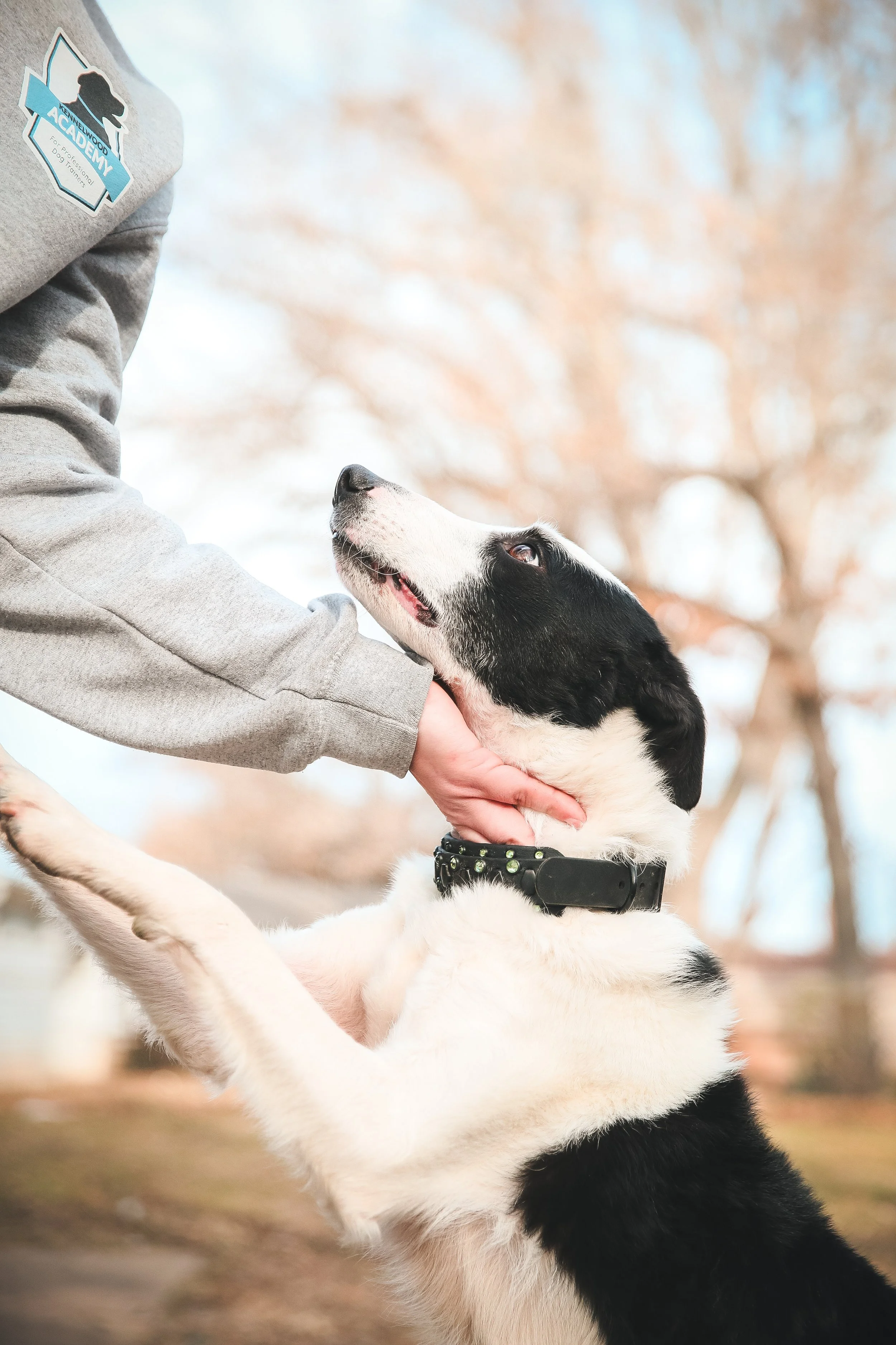 Person in a gray sweatshirt holding a black and white dog by the collar outdoors with blurred trees in the background.