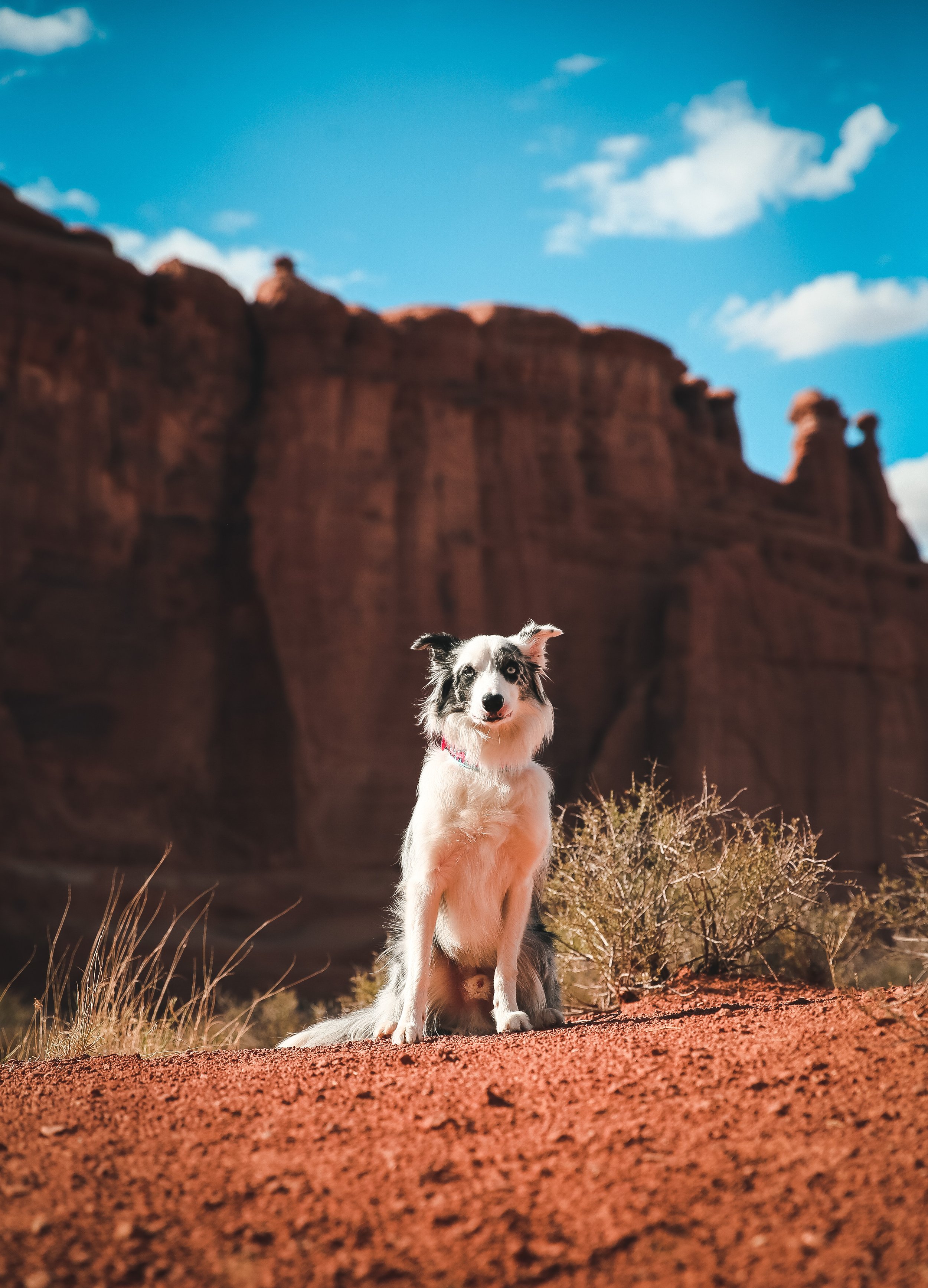 A black and white dog sitting on red desert ground with red canyon cliffs and a blue sky with scattered clouds in the background.