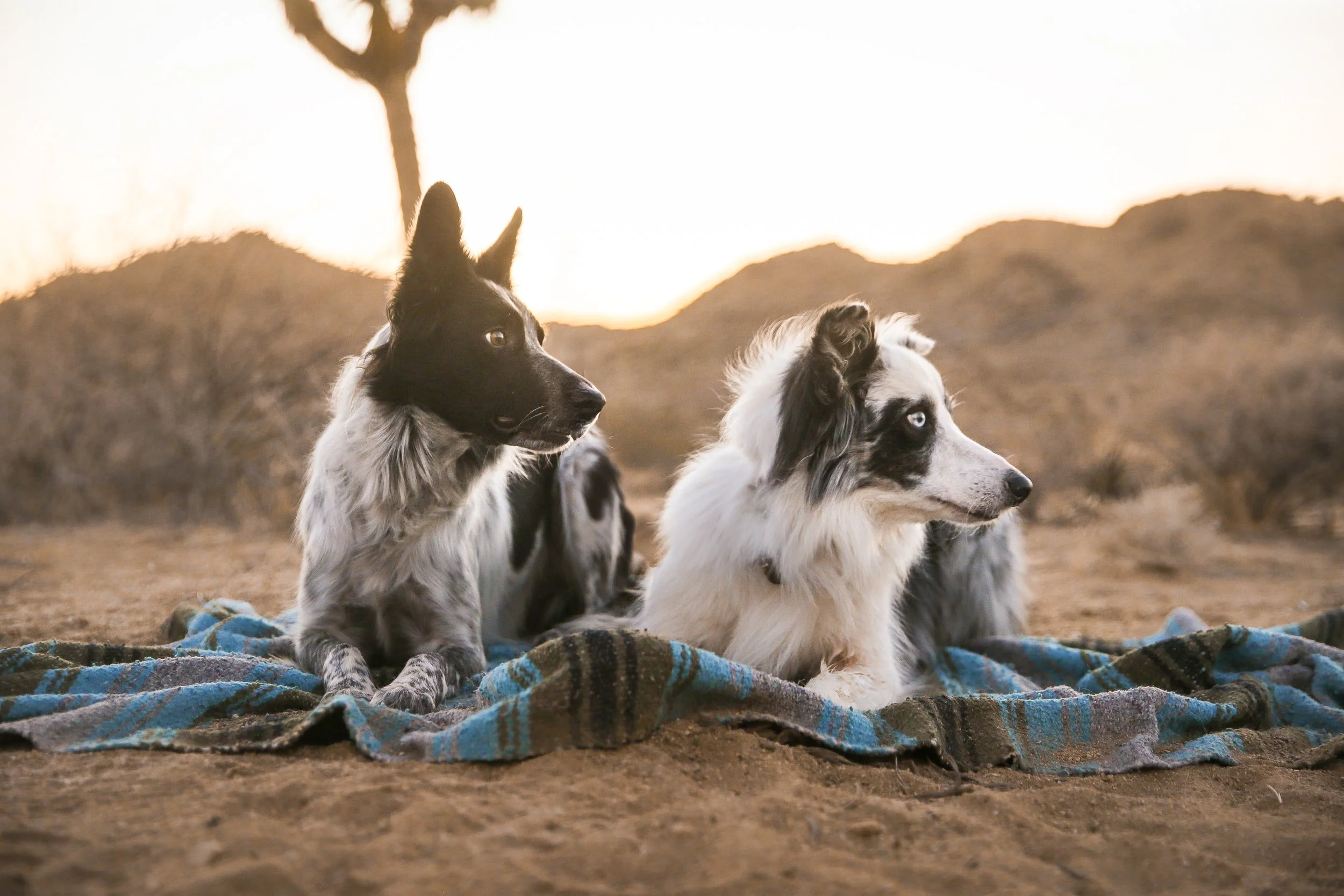 Two Australian Shepherd dogs lying on a blanket outdoors during sunset, with desert-like terrain and a few trees in the background.