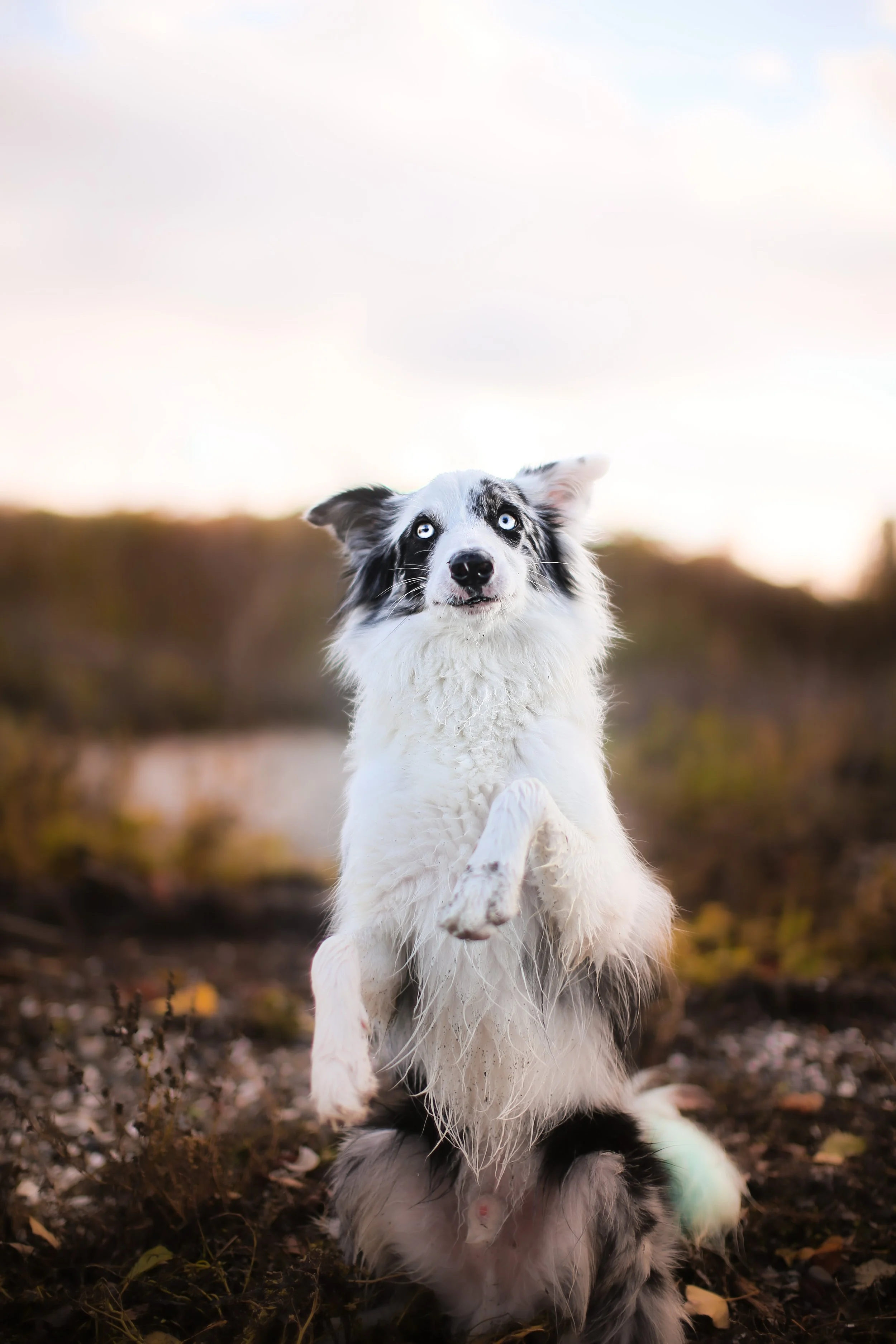 A black and white Australian Shepherd dog jumping in a natural outdoor setting during sunset.