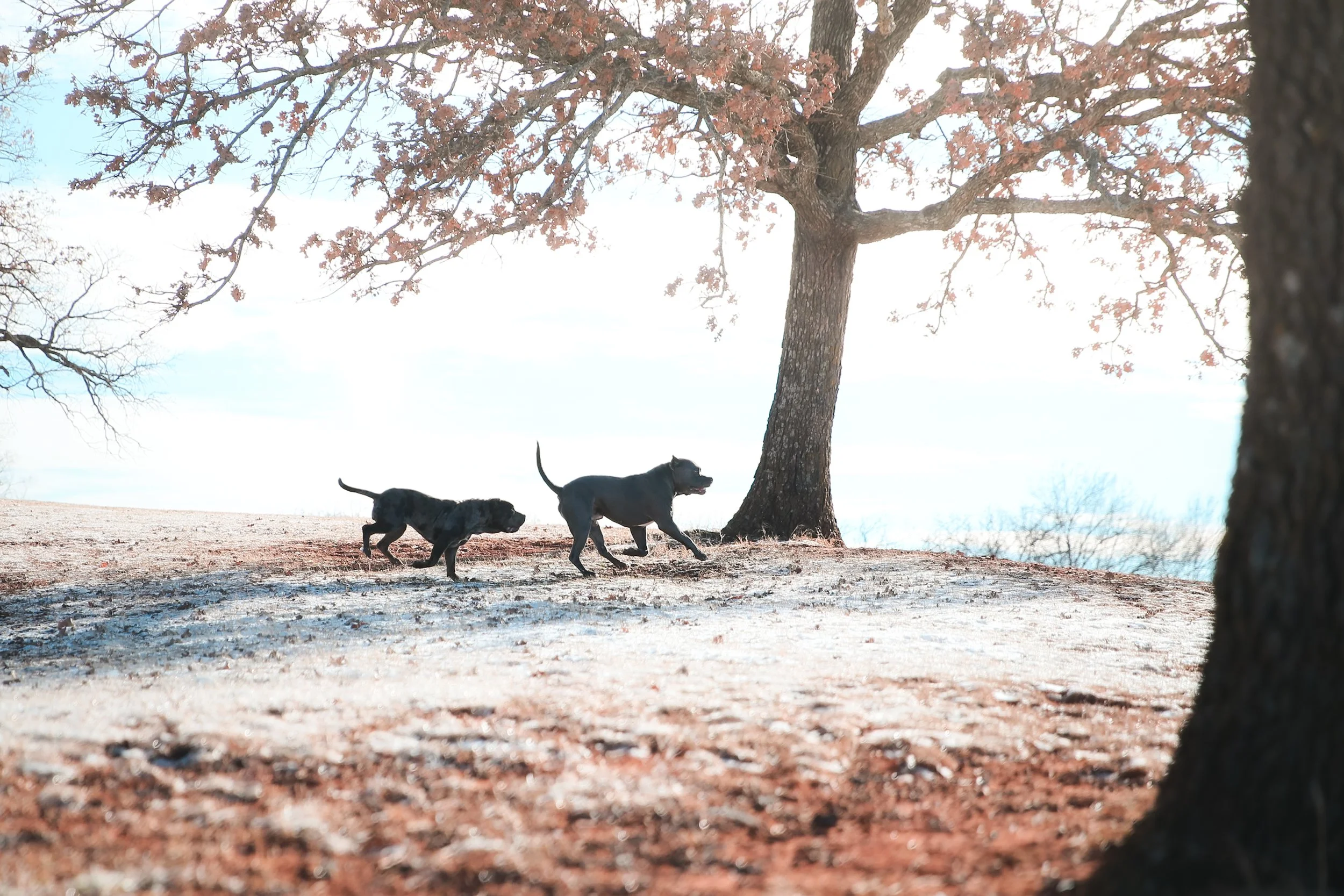 Two dogs running in a park with trees and clear sky in the background