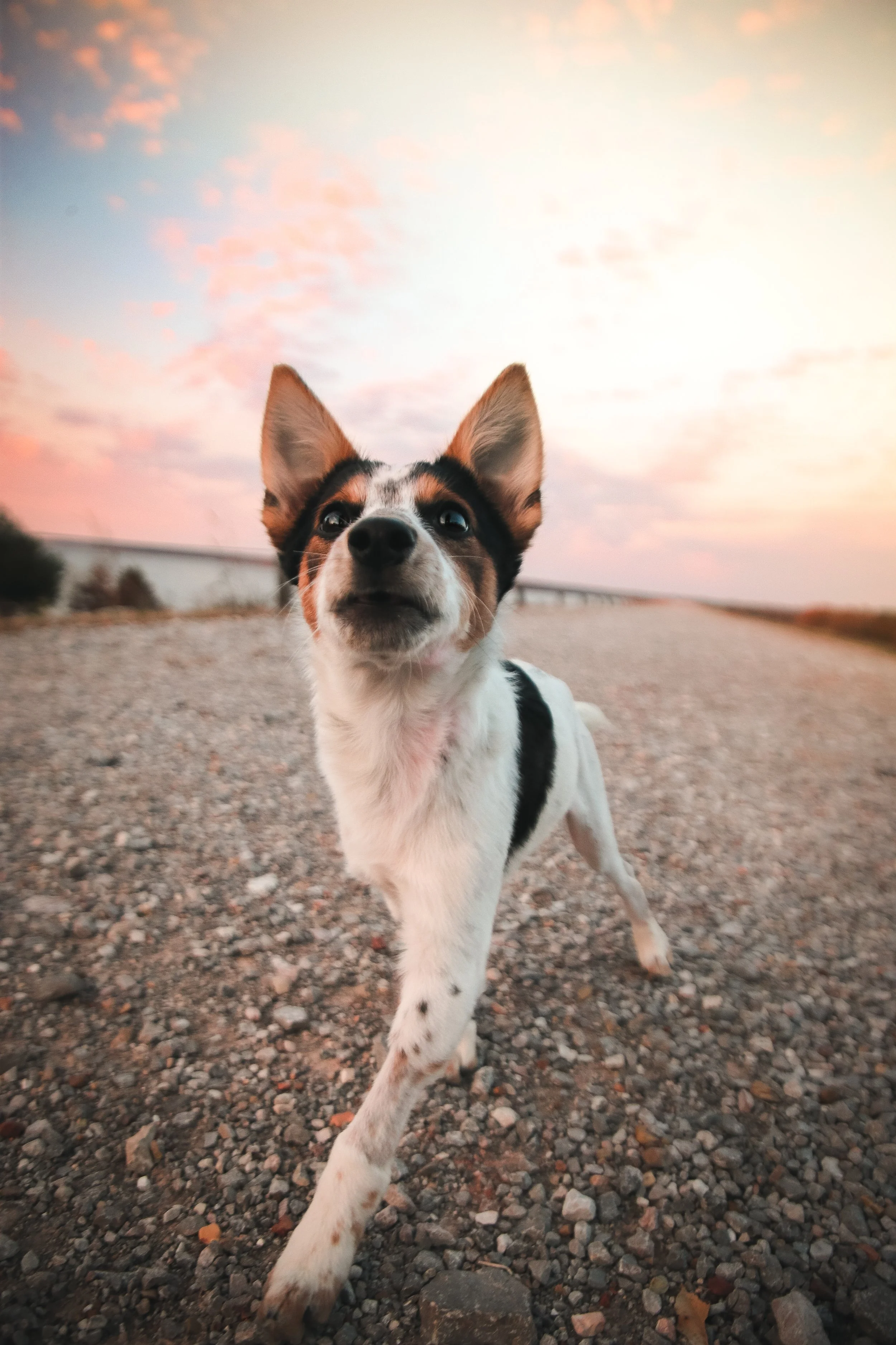 A small black, white, and brown dog with large ears walking on a gravel path during sunset or sunrise, with pink and blue sky clouds in the background.