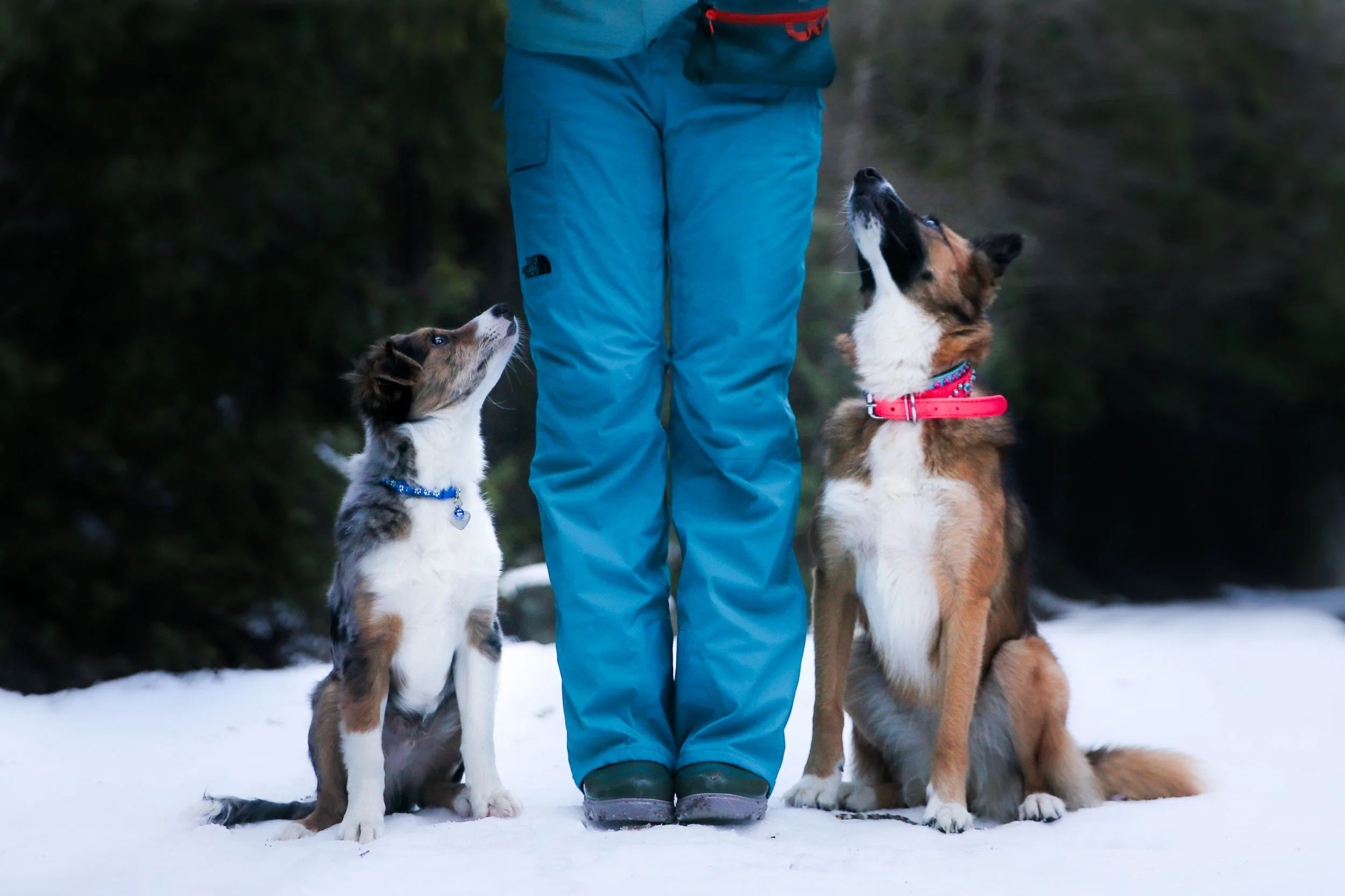 A person dressed in blue outdoor gear standing on snow with two Australian Shepherd dogs sitting on either side, looking up toward the person's face.