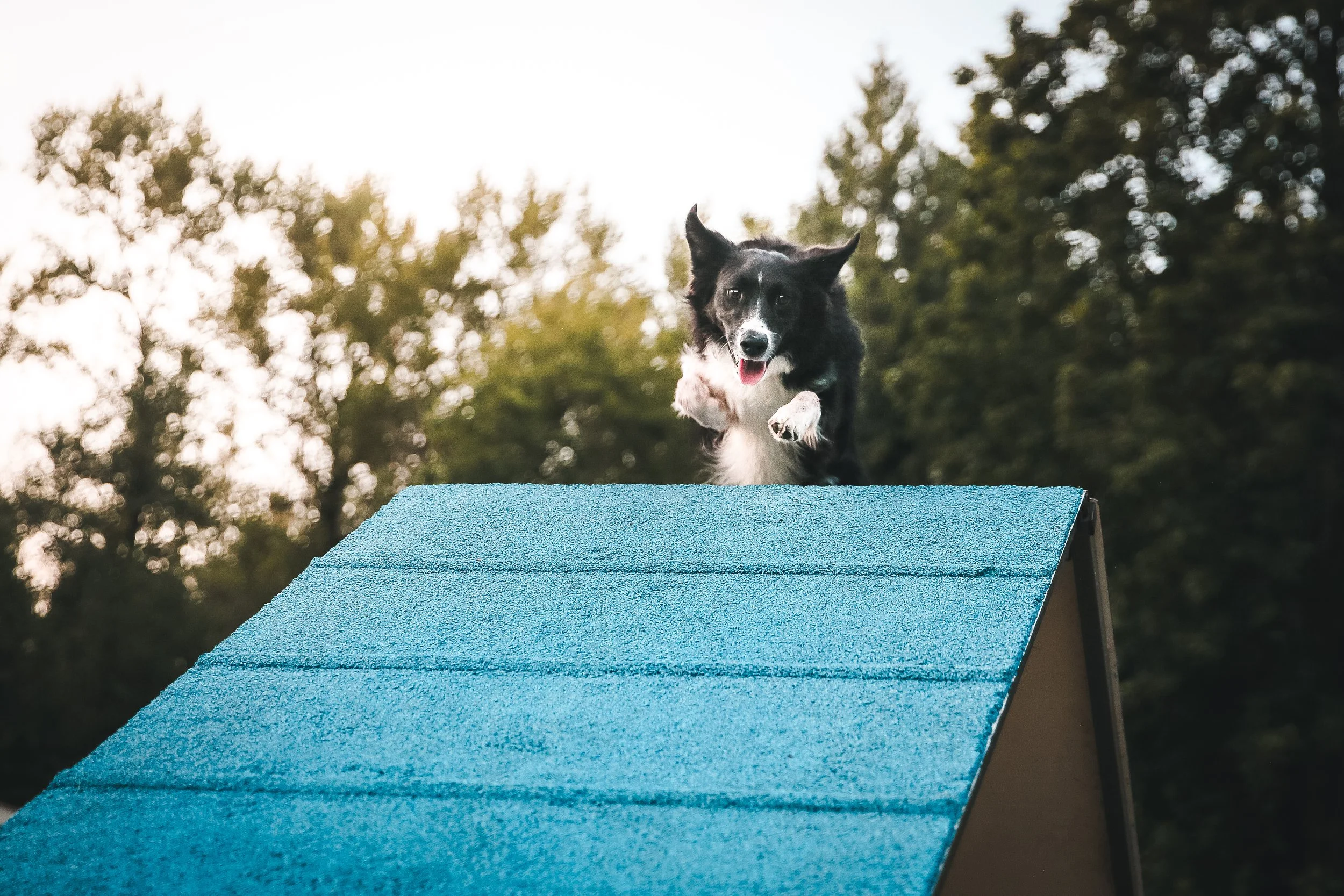 Dog jumping off an A-frame agility obstacle outdoors.