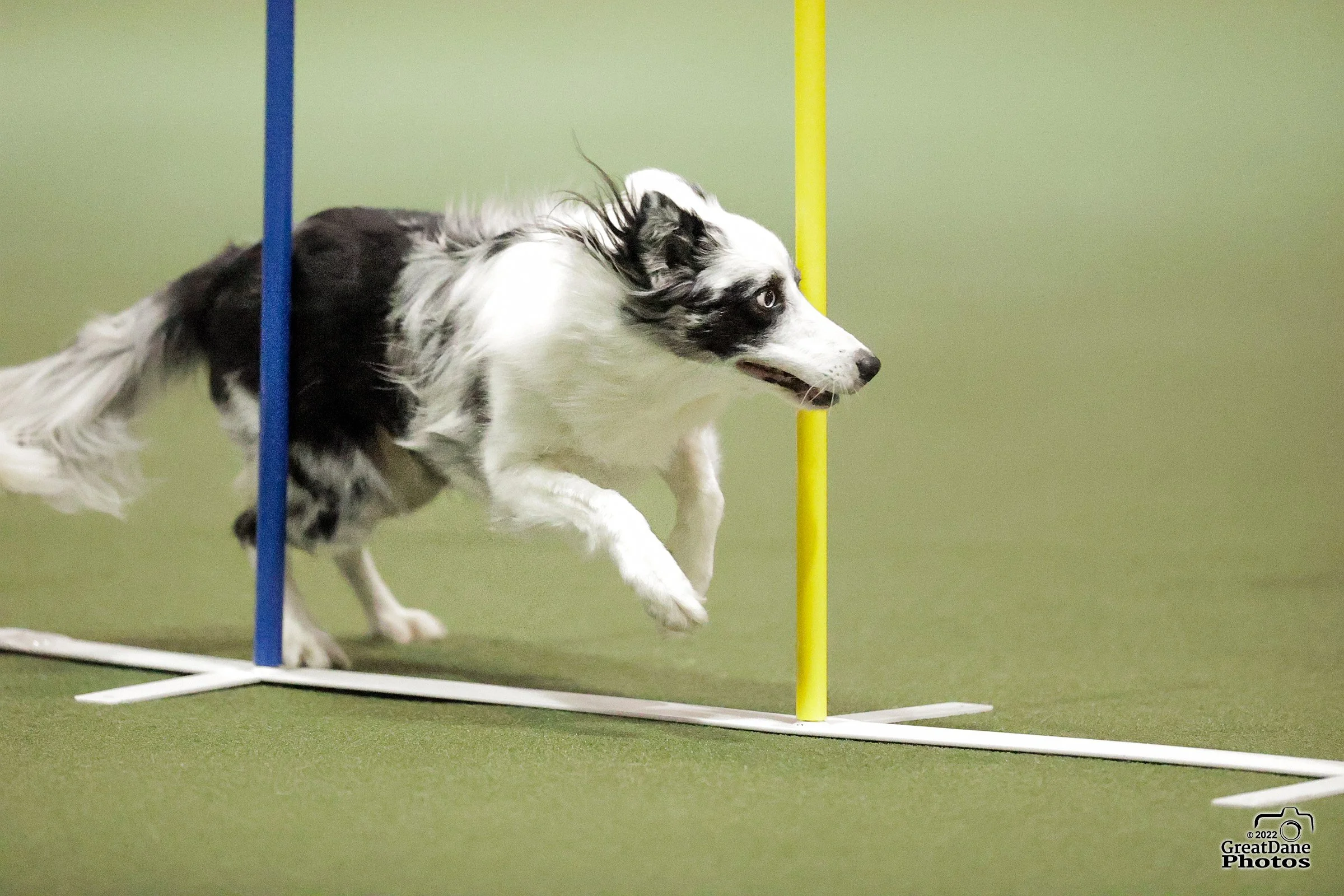 A black and white Border Collie participating in an agility course, navigating through yellow and blue poles on a green surface.