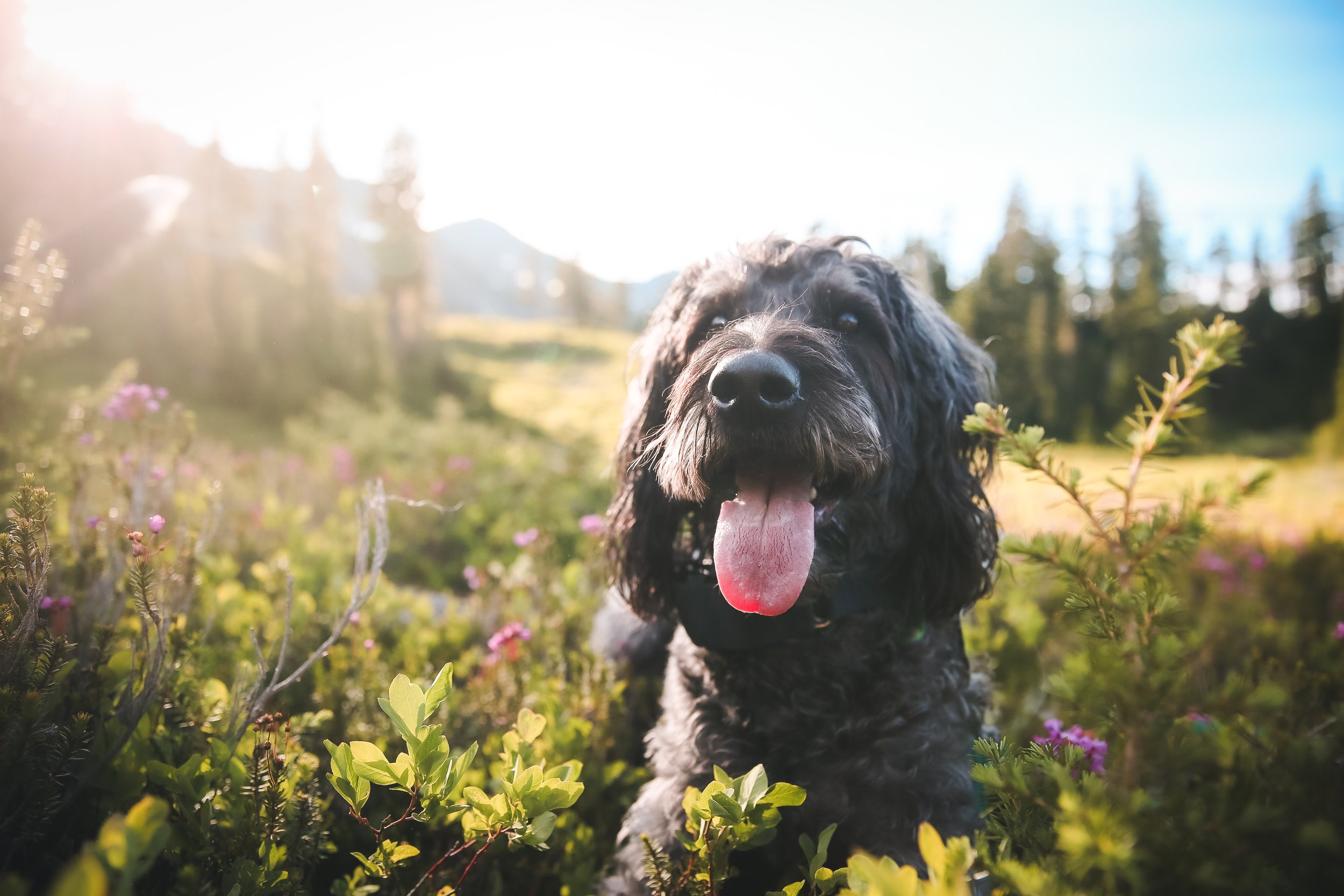 Black curly-haired dog with tongue out sitting among green plants and pink flowers in a sunlit outdoor natural setting with trees and mountains in the background.