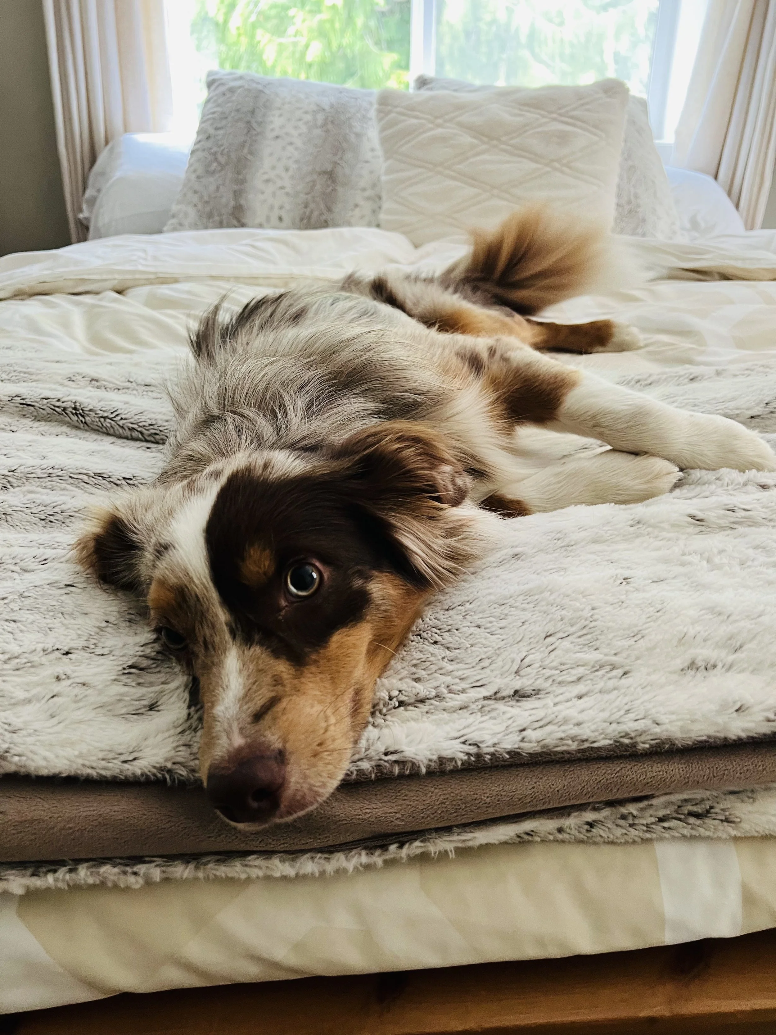 A dog lying on a bed, resting with its head near the camera, with pillows and large windows in the background.