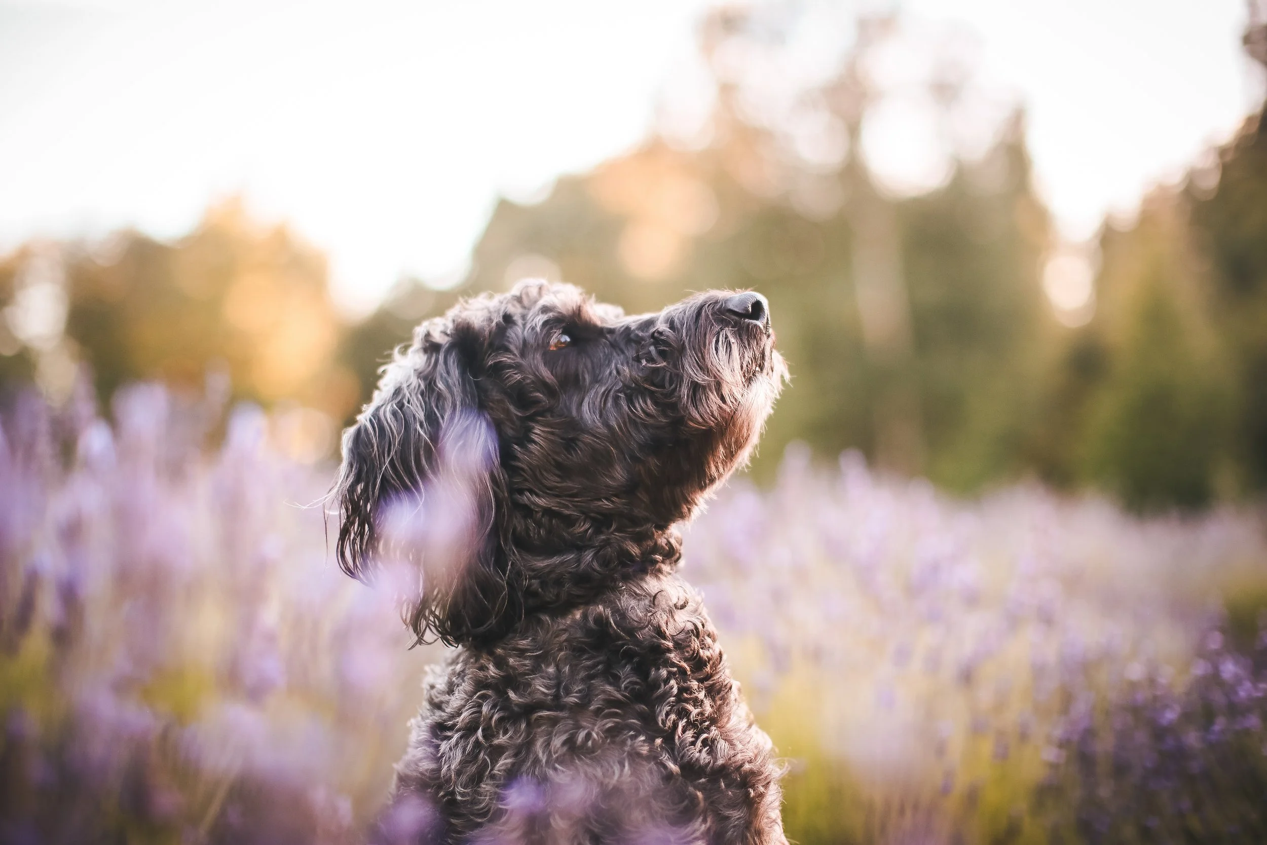 A black and gray curly-haired dog sitting in a field of purple flowers, looking upwards at the bright sunlight with a blurred background of trees.