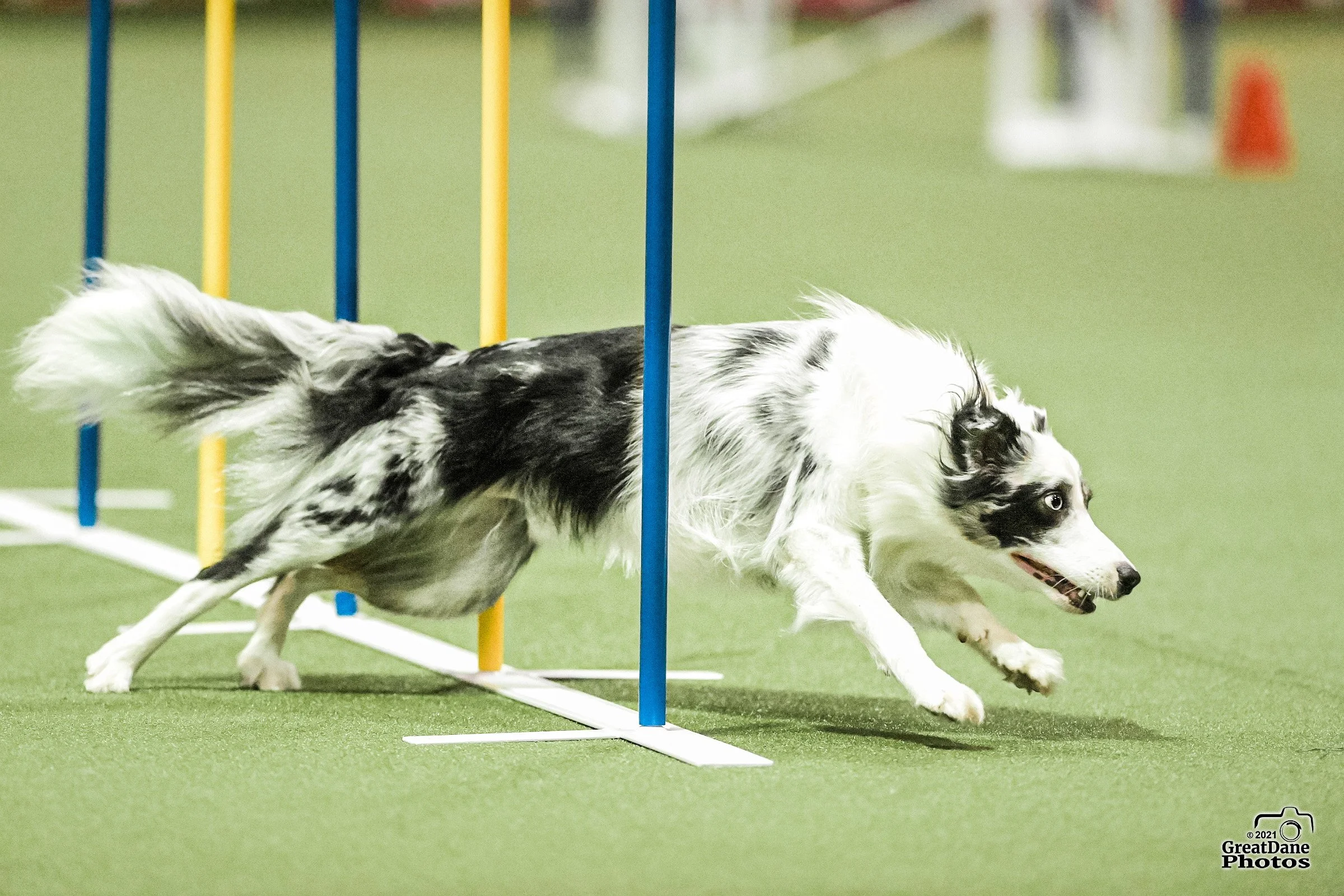A black and white dog navigating agility hurdles on a green indoor turf.