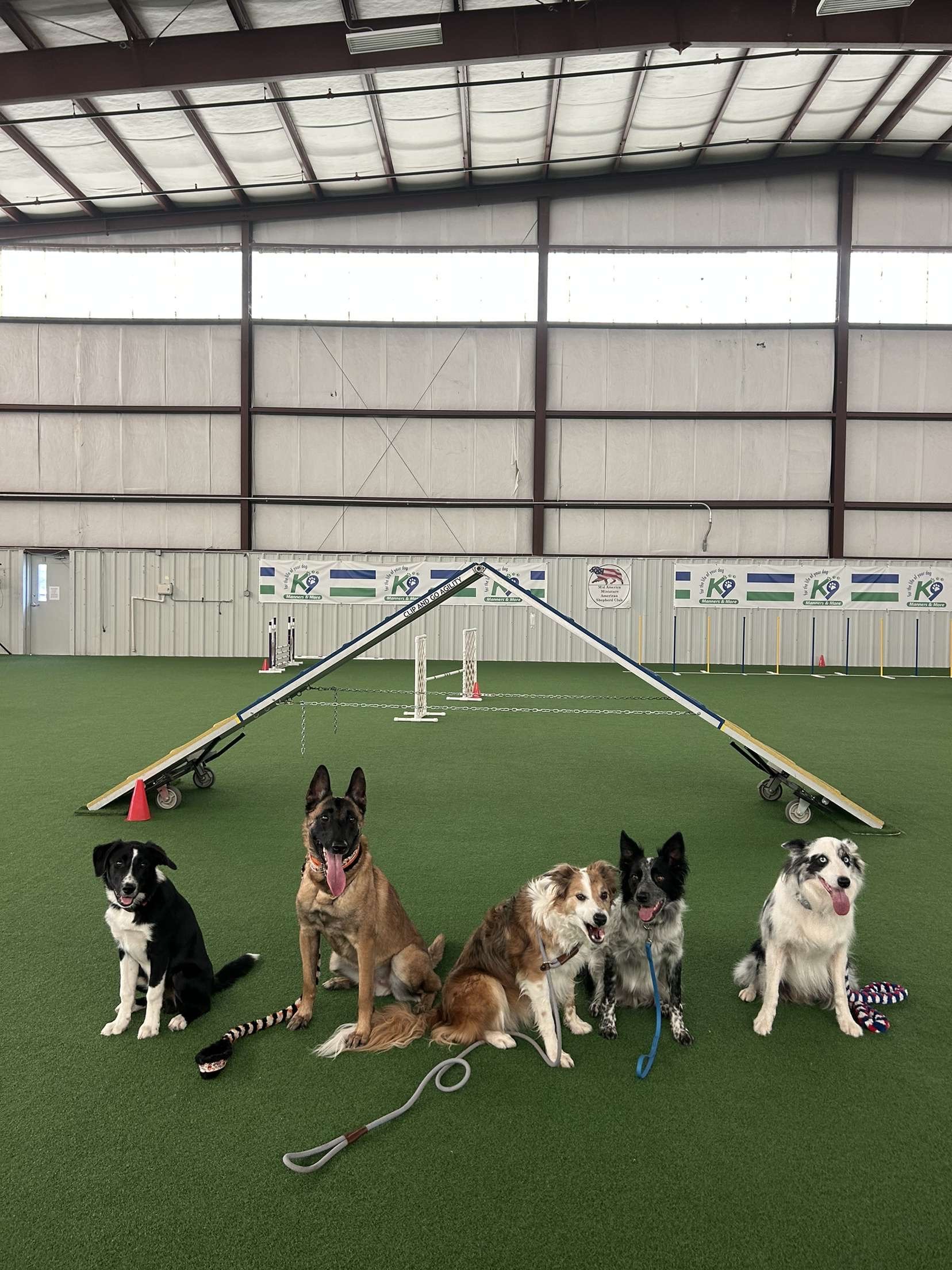 Six dogs sitting in front of a dog agility ramp inside an indoor dog training facility.