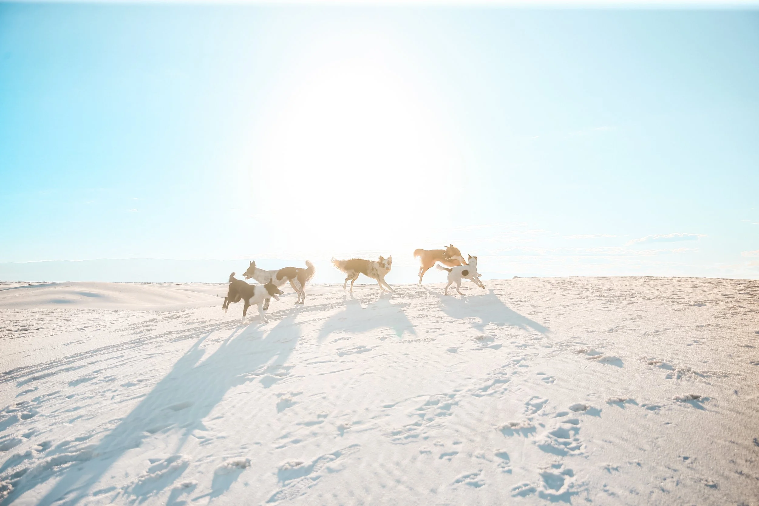 Six huskies playing in a snowy landscape under a bright sun with long shadows