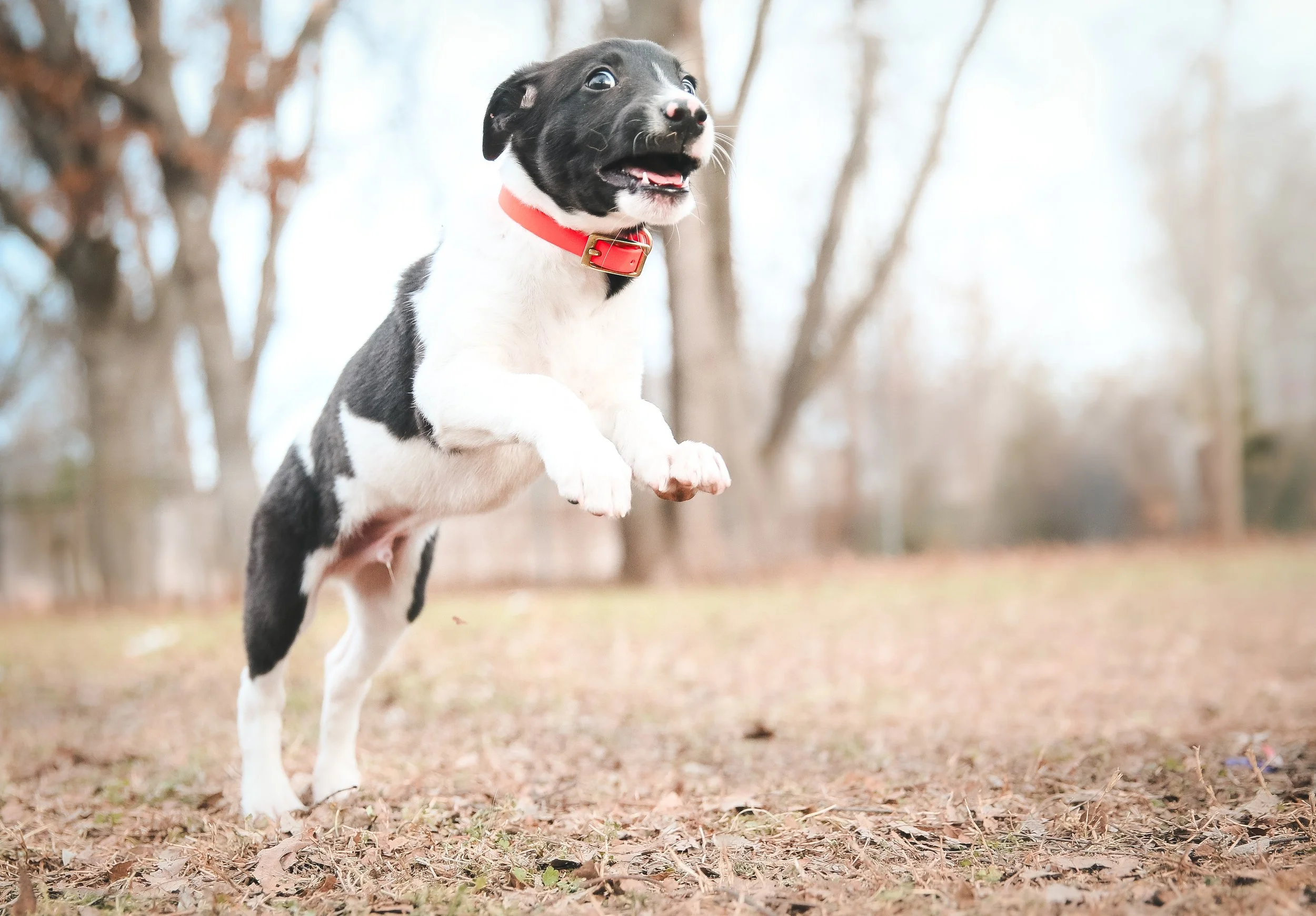 A black and white dog with a red collar jumping in a wooded park with fallen leaves on the ground.