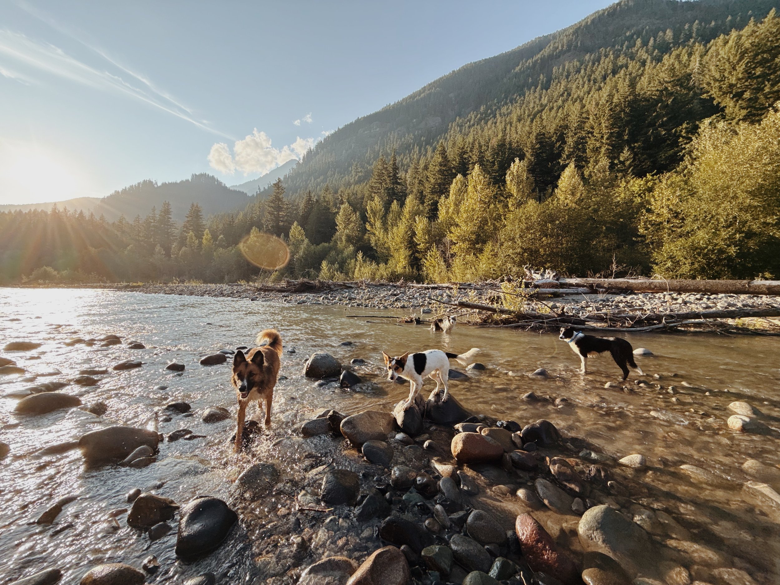 Dogs playing in a shallow river surrounded by rocks and trees with mountains in the background during sunset