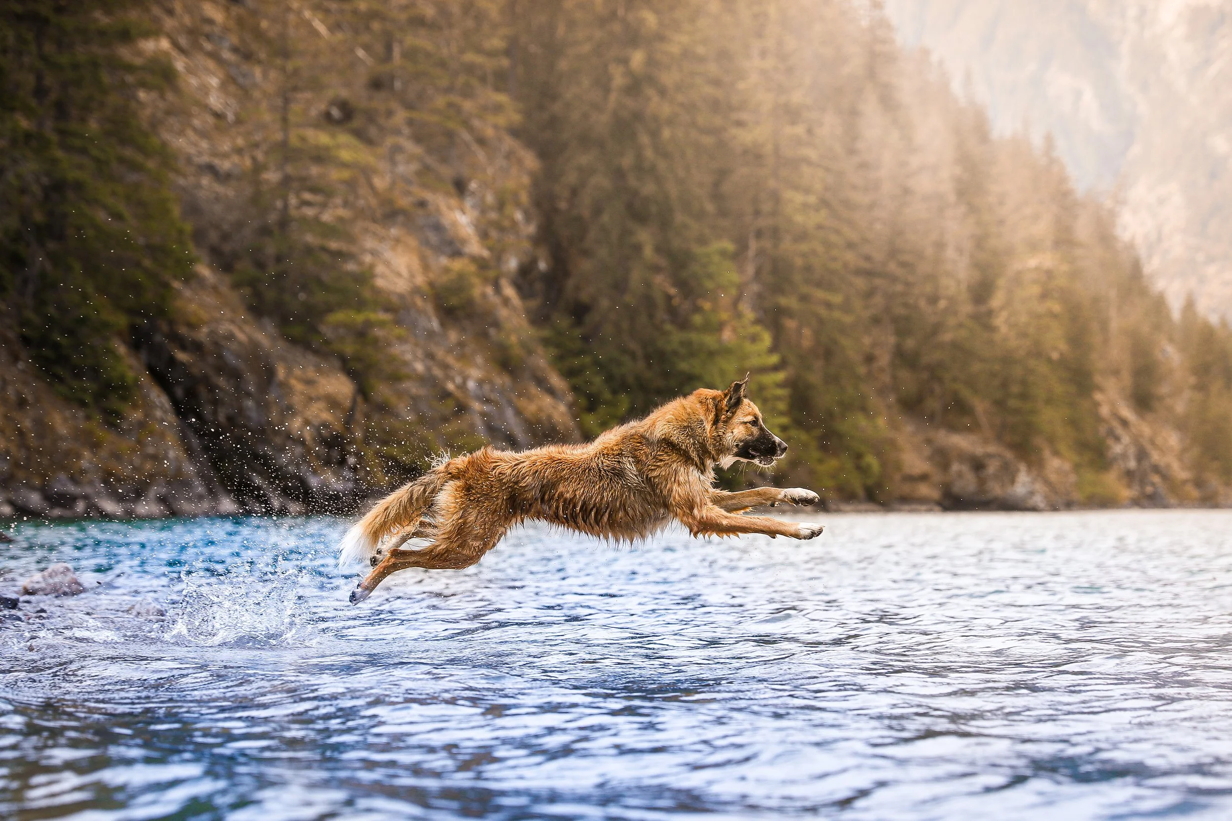 A dog jumping into a body of water amidst a natural landscape with trees and mountains.