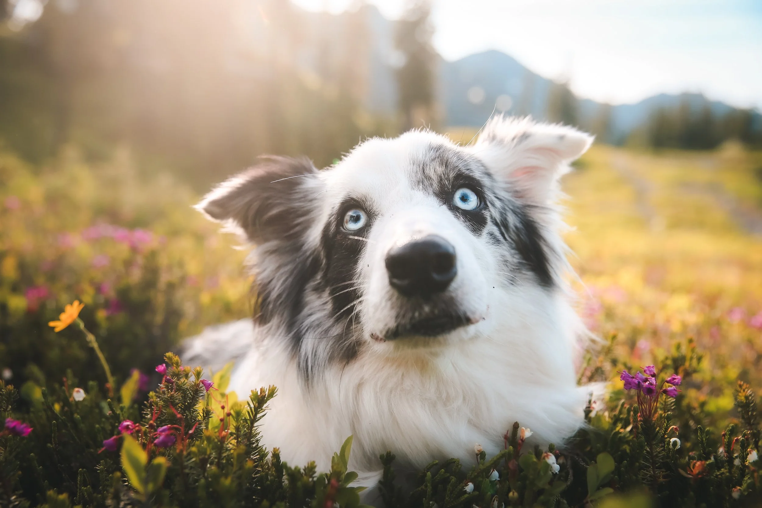 Close-up of a blue-eyed Australian Shepherd dog lying in a grassy field with pink and purple flowers, with a blurred mountain and sunlit sky in the background.