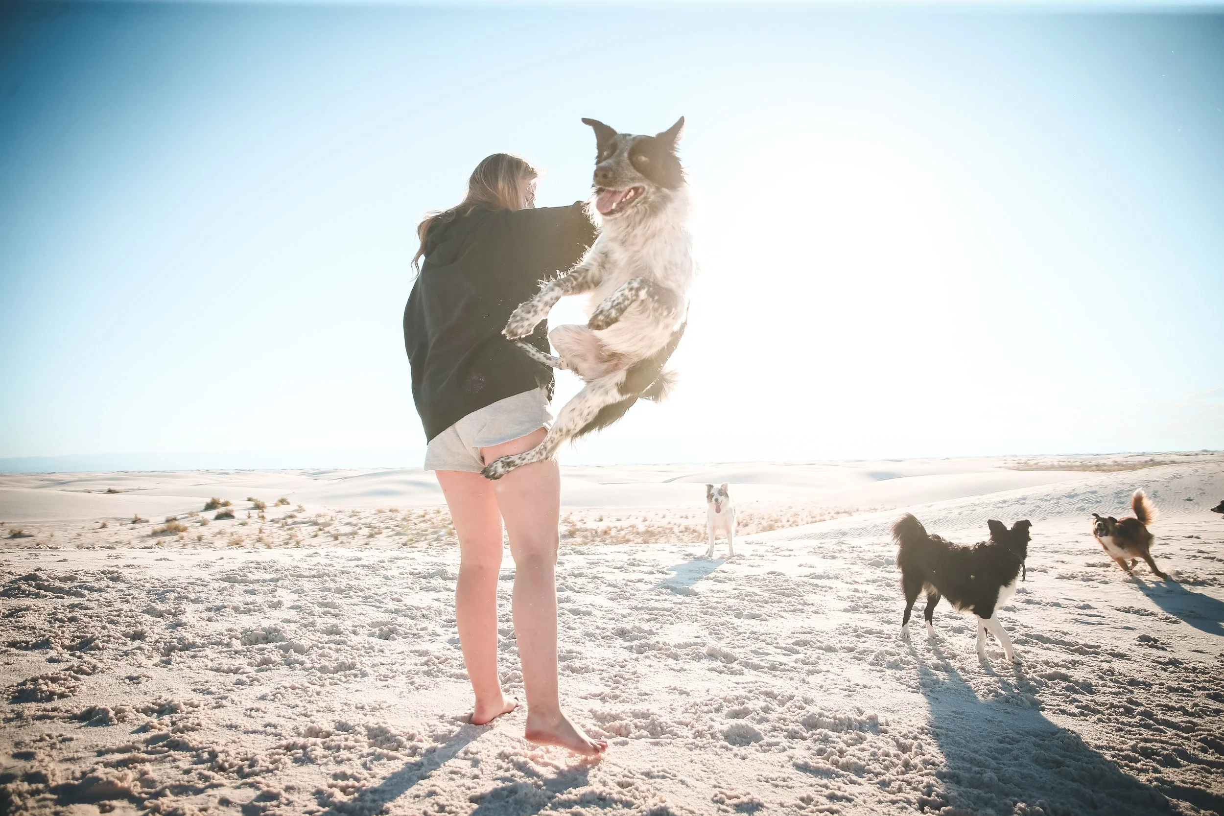 A woman on a sandy beach playing with a large dog mid-air, surrounded by three other dogs, all enjoying the sunny day with a bright sky.