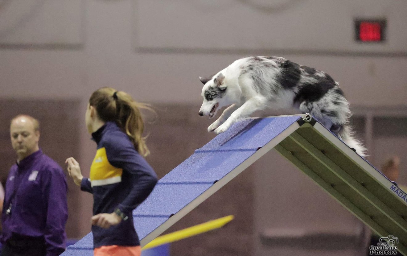 A dog, possibly a Siberian Husky, is sliding down an agility dog training ramp, with a person in athletic clothing running nearby and a man in a purple shirt watching in the background.