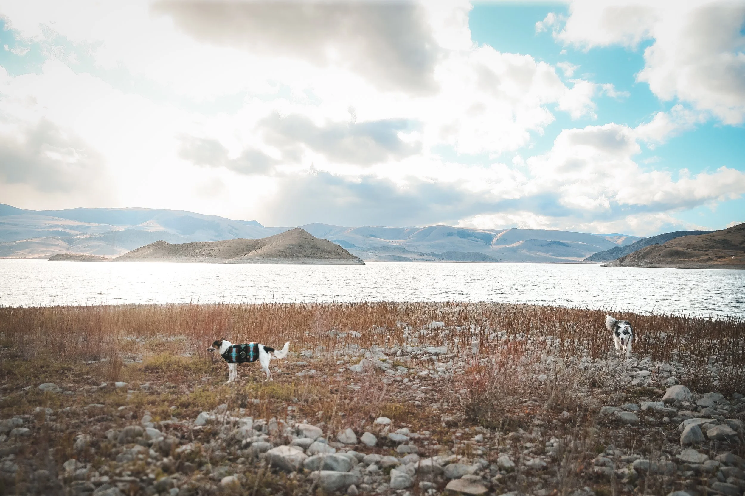 Two dogs walking on a rocky and grassy shoreline near a body of water with hills and mountains in the background under a partly cloudy sky.