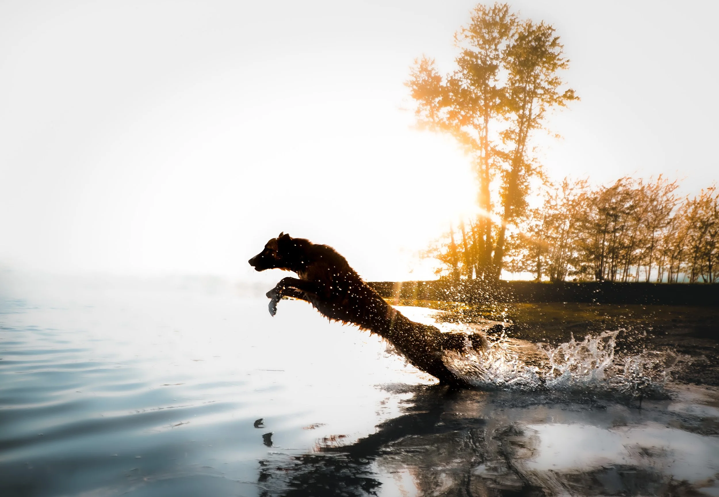 A dog jumping into a body of water during sunset with trees in the background.