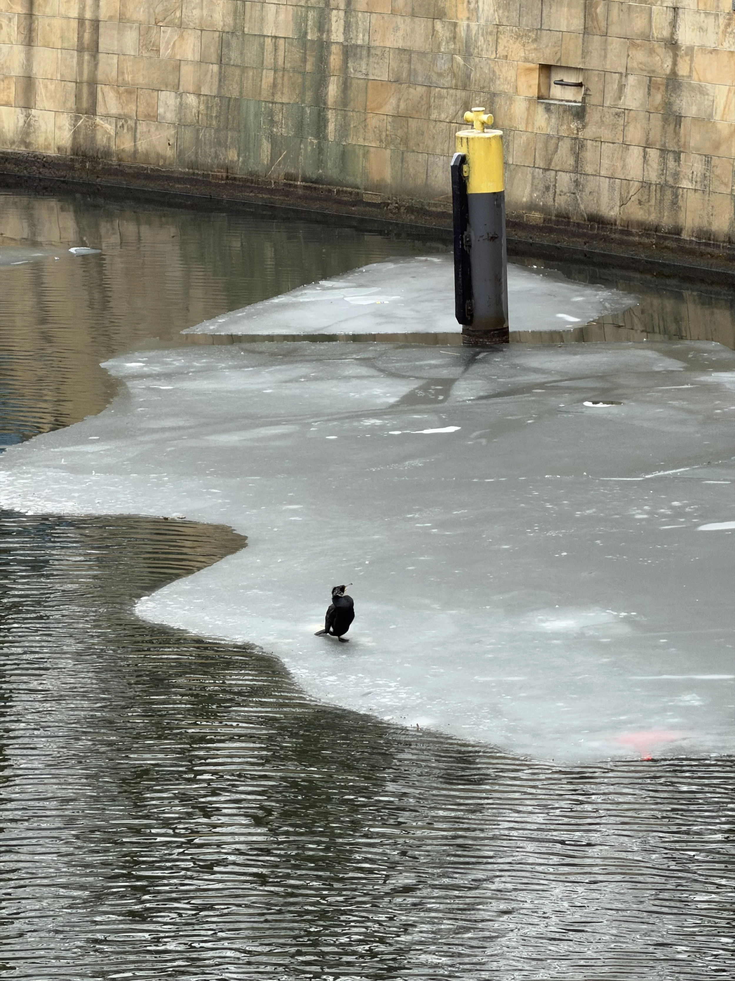 Ice on the canal