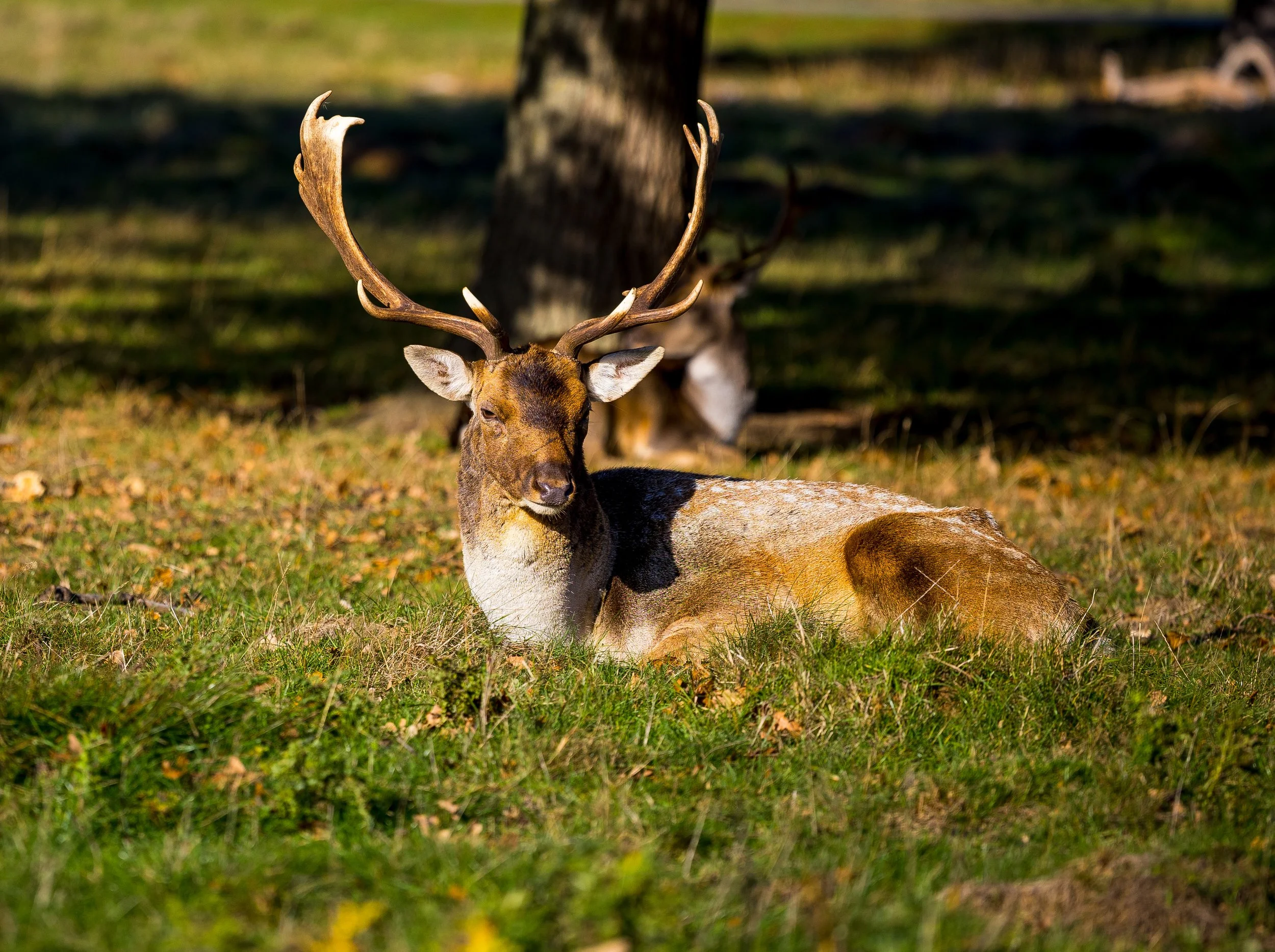 "Autumn’s Watchful Monarch"
