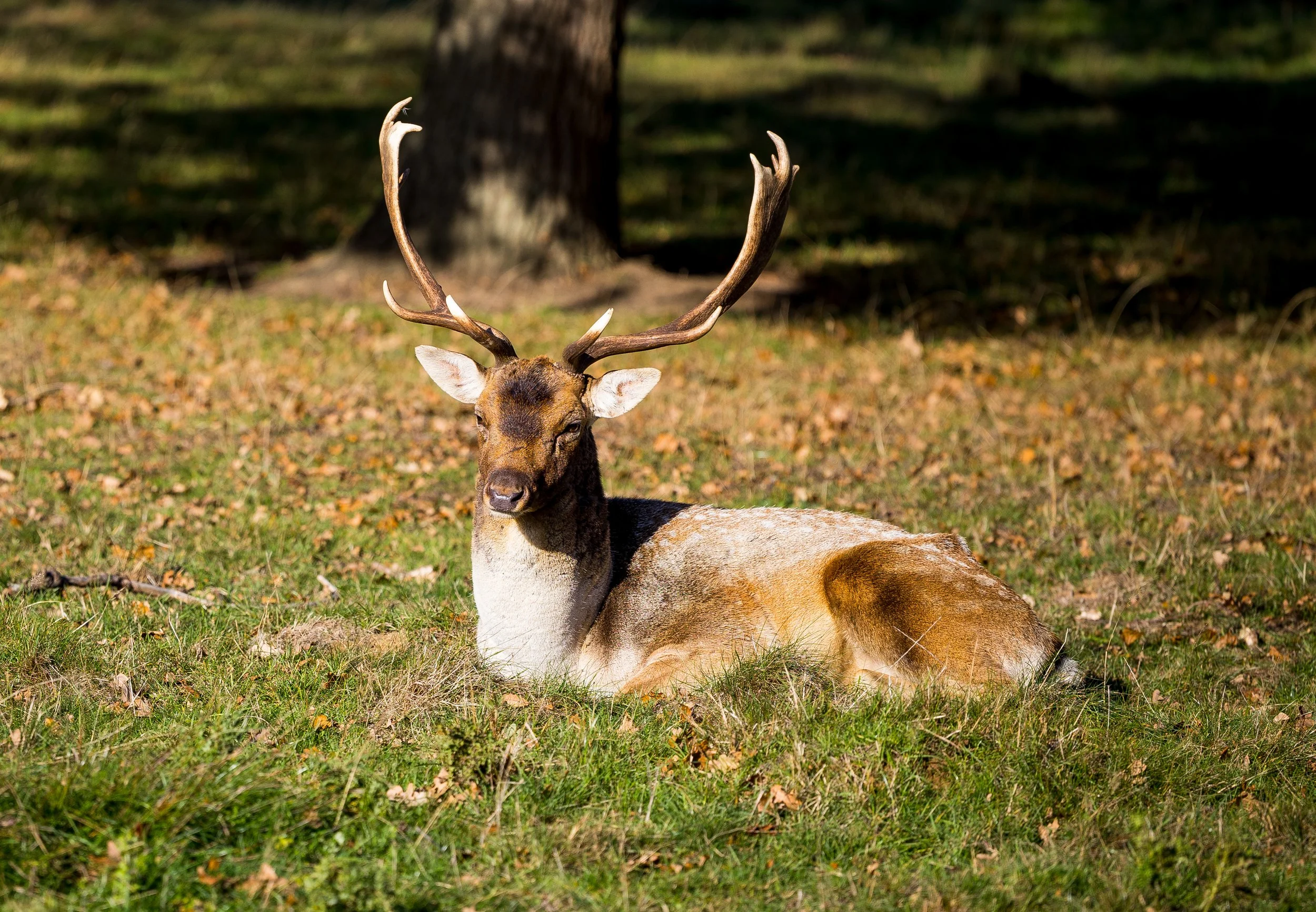 "The Resting Stag"