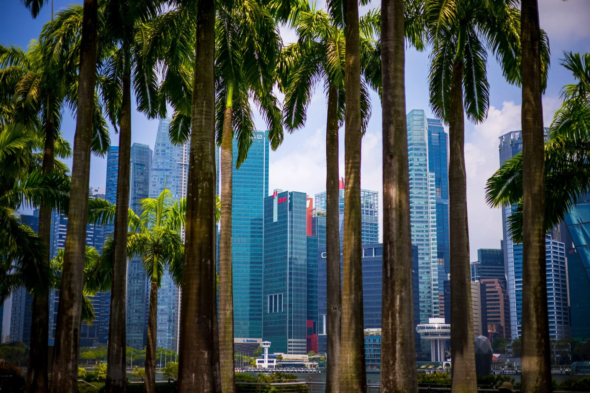 "Between Palms and Towers"