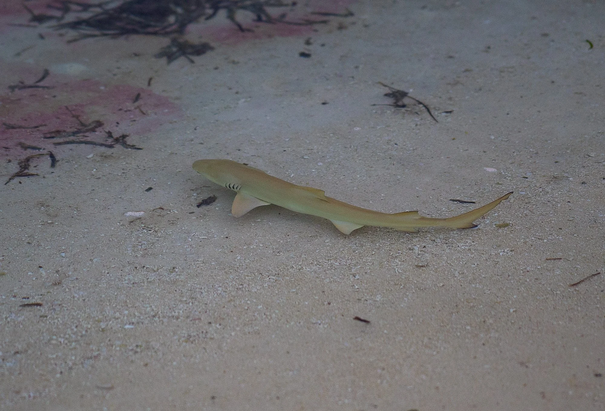 "Life in the Lagoon"