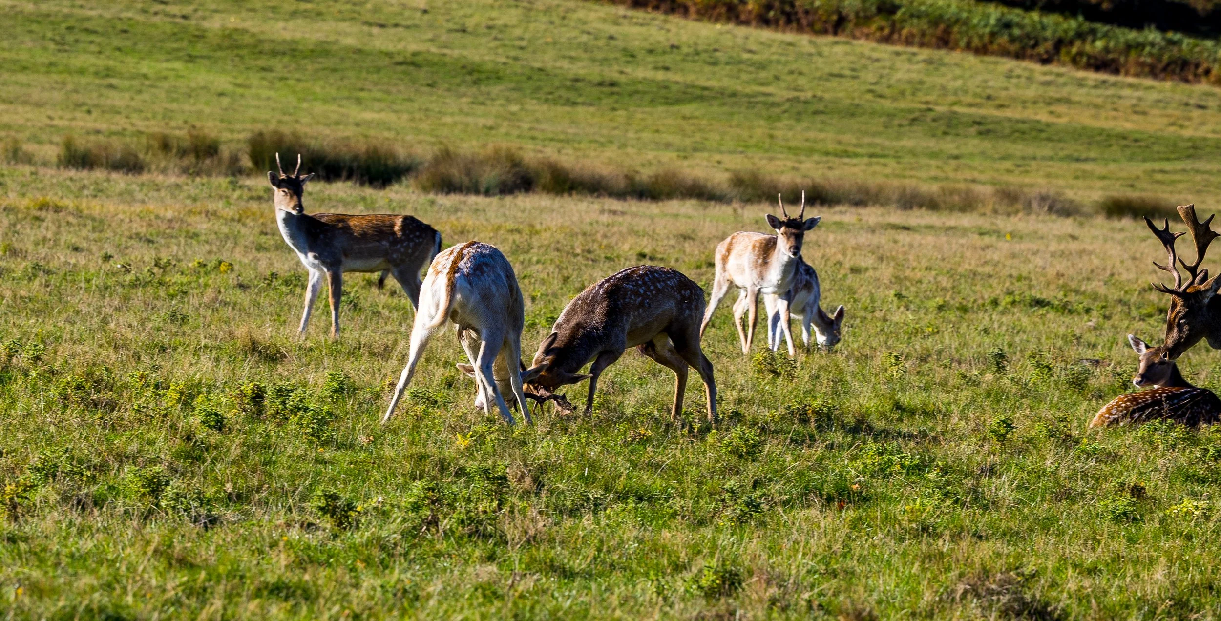 "Rivals of the Wild"