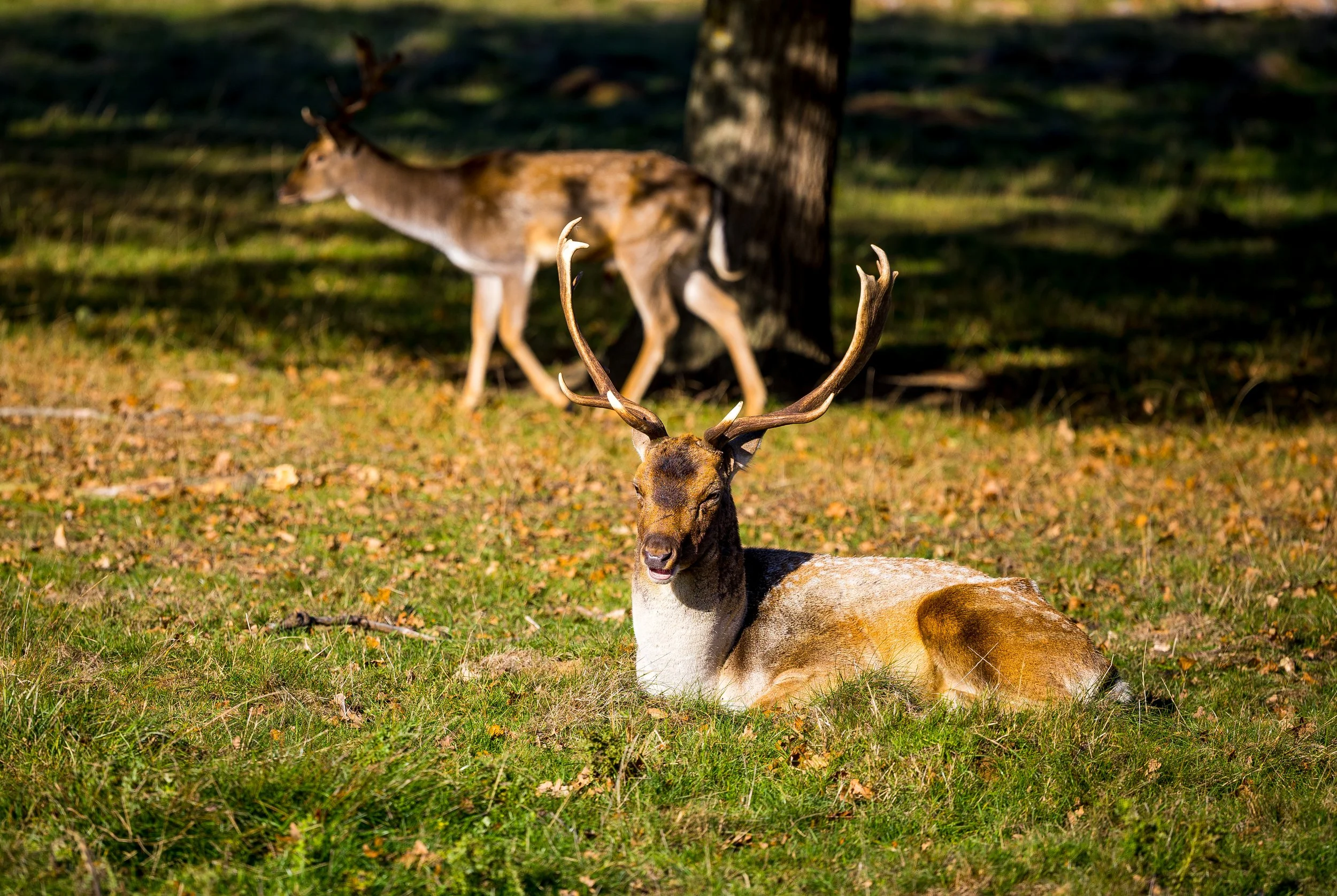 "Serenity in the Sunlight"