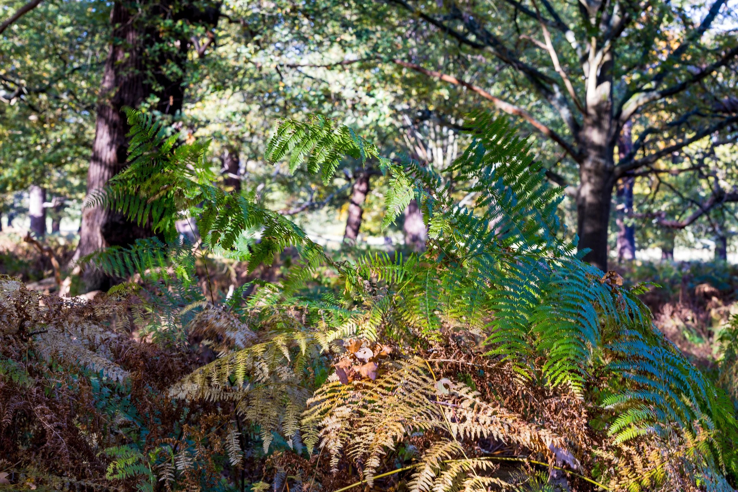 "Morning Light Through the Ferns"