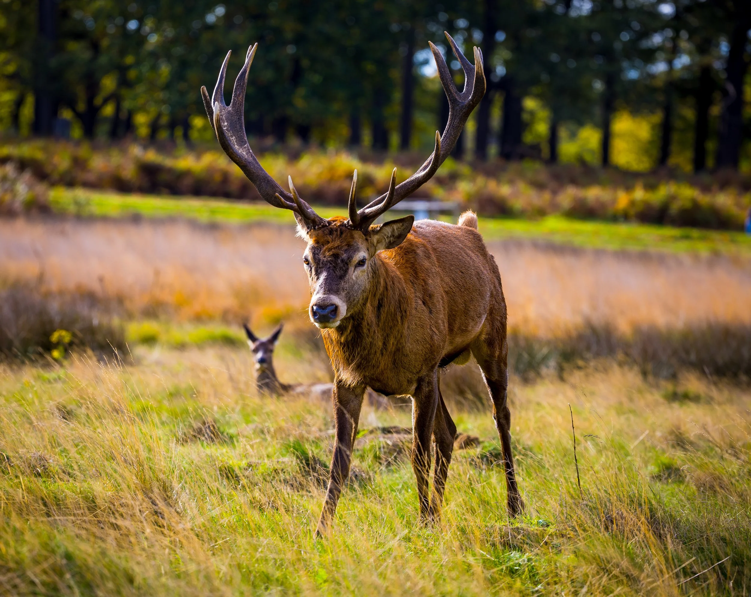 "Majesty in the Morning Light"