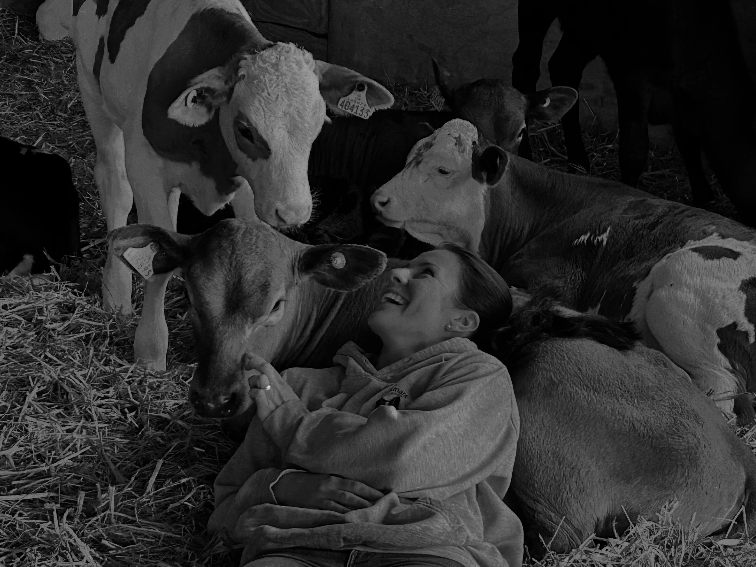 A woman lying on the ground surrounded by cows, smiling and petting one cow's face.