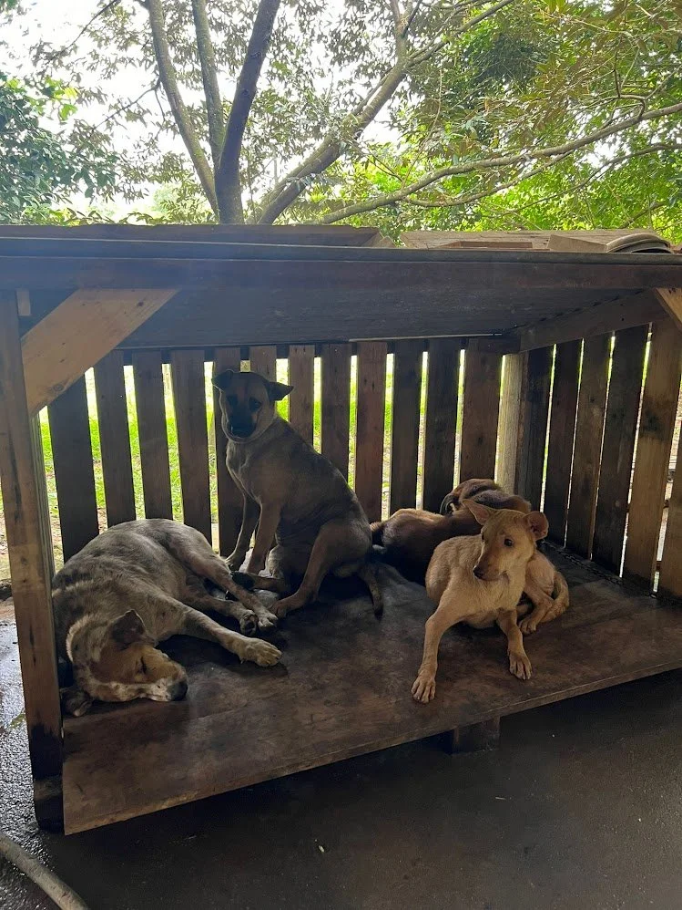 With the help of kingfisherdaisy's father, we built these wooden sheds to provide shelter from the sun and rain for the strays in the shelter. We probably built about 10 of these, and another 4-5 sheds. We've been getting good feedback so far. 