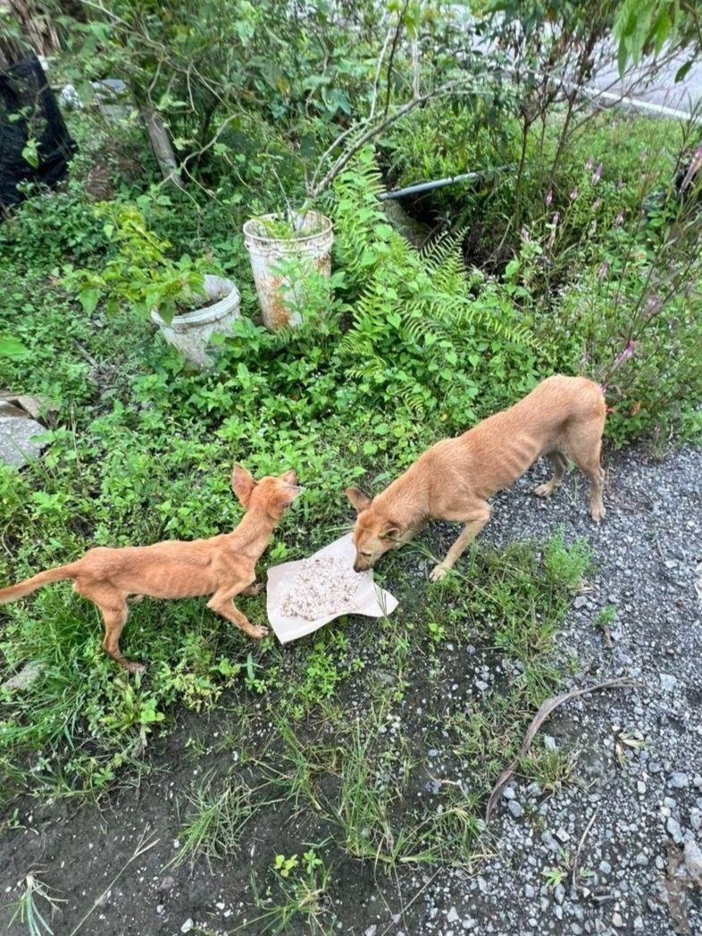 Recently, we started helping a stray feeder in a rural area in Shah Alam by providing her with kibble to feed the strays there. The dogs only get fed when she's got enough money to buy kibble (which explains why they are so skinny). 