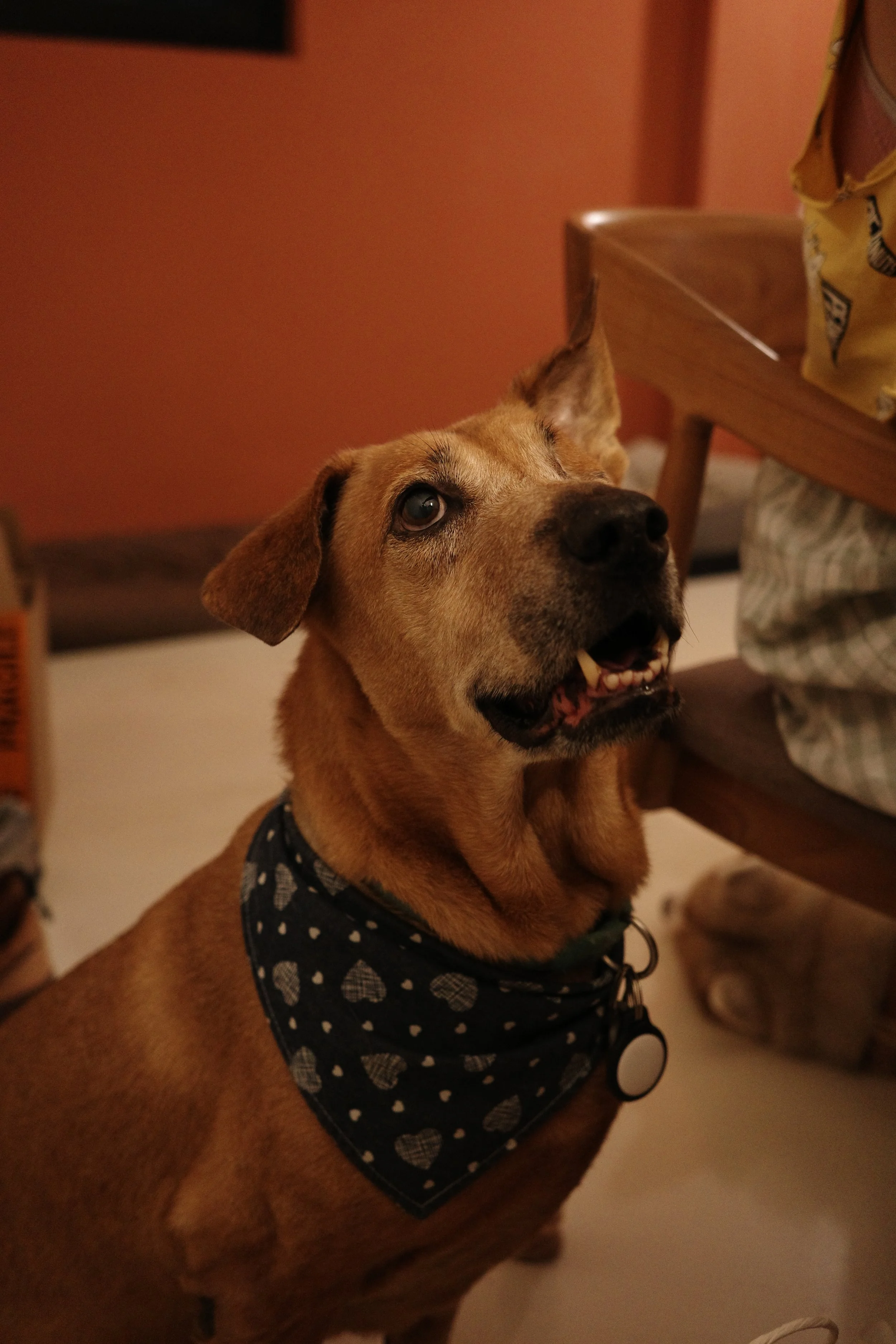 A brown dog with one eye blue and the other brown, wearing a black bandana with white and gray hearts, sitting indoors near a table with a person in striped pants. The dog is looking upwards with its mouth slightly open, showing teeth.