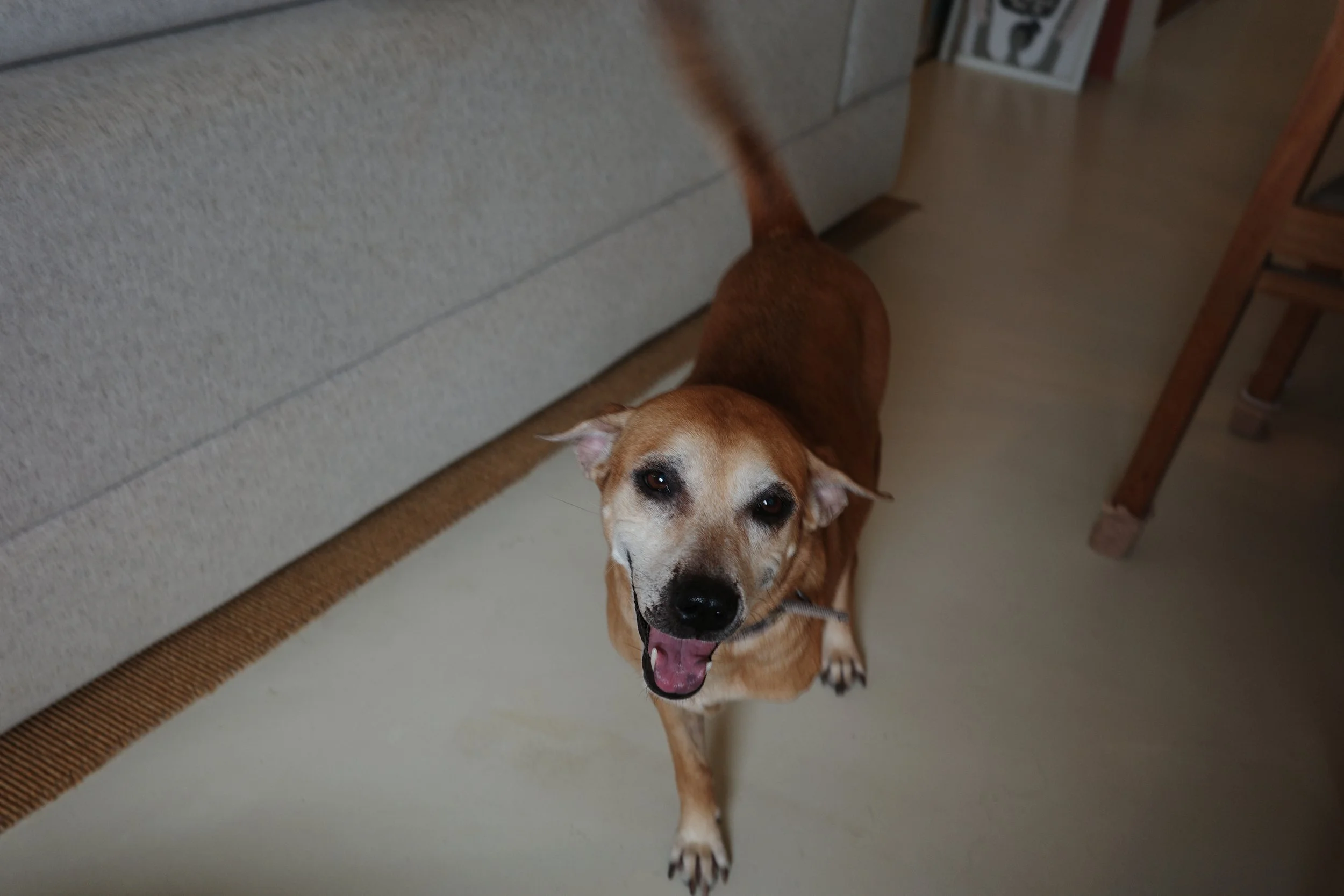 Happy brown dog with white face looking up inside a house.
