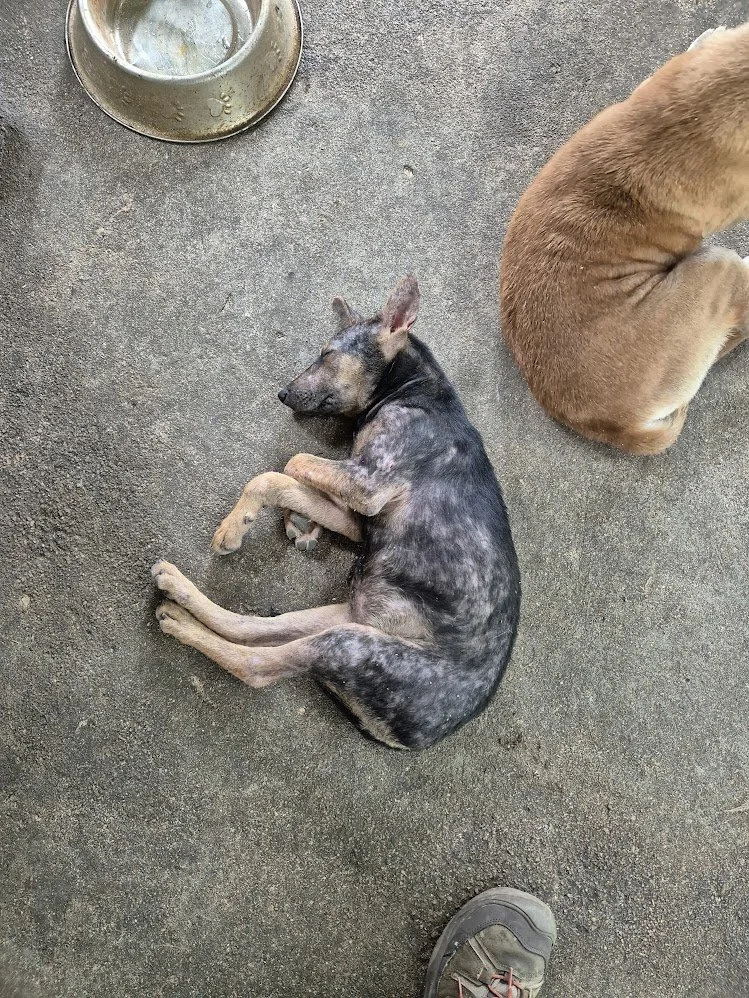 We no longer know where this puppy is. This picture was captured in late 2024 when we spent a day at the shelter, and we haven't seen her since. She may have passed away already. 