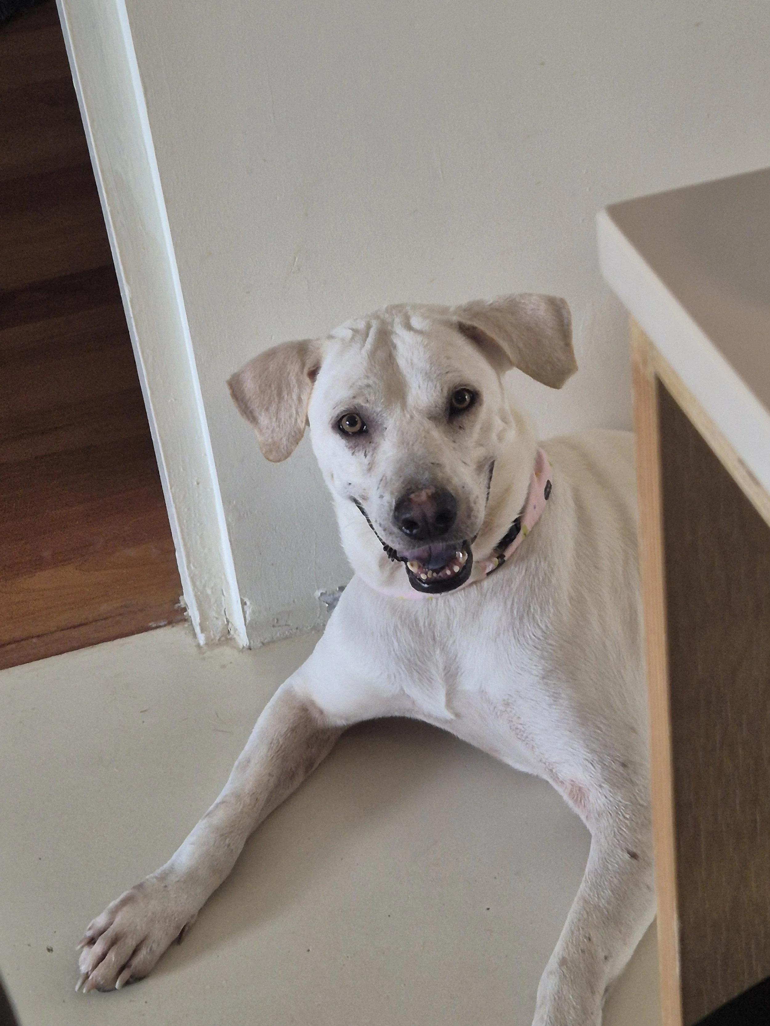 Cloud is being fostered in the Build With Me studio at the time of writing. He was rescued by the shelter with a giant hunk of dead flesh on his shoulder, caused by someone pouring hot oil on him. This piece of dead flesh was surgically removed, but 