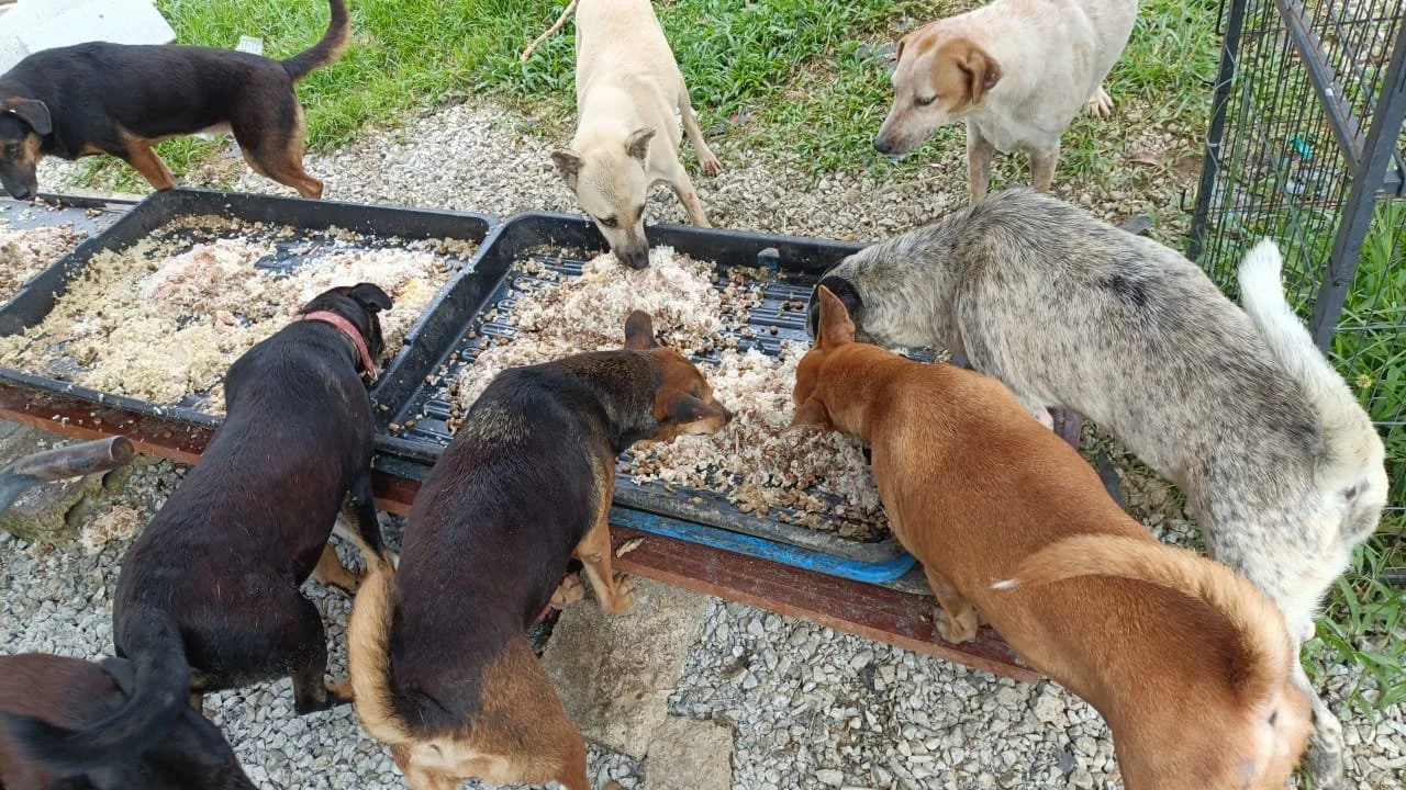 This is Sam's shelter in Kulai, which houses 70 sterilised female dogs. Sam also does TNR on his own. He doesn't have any fundraising programmes ongoing at the moment, so we have committed to purchasing 200kg of kibble for his dogs every month. 