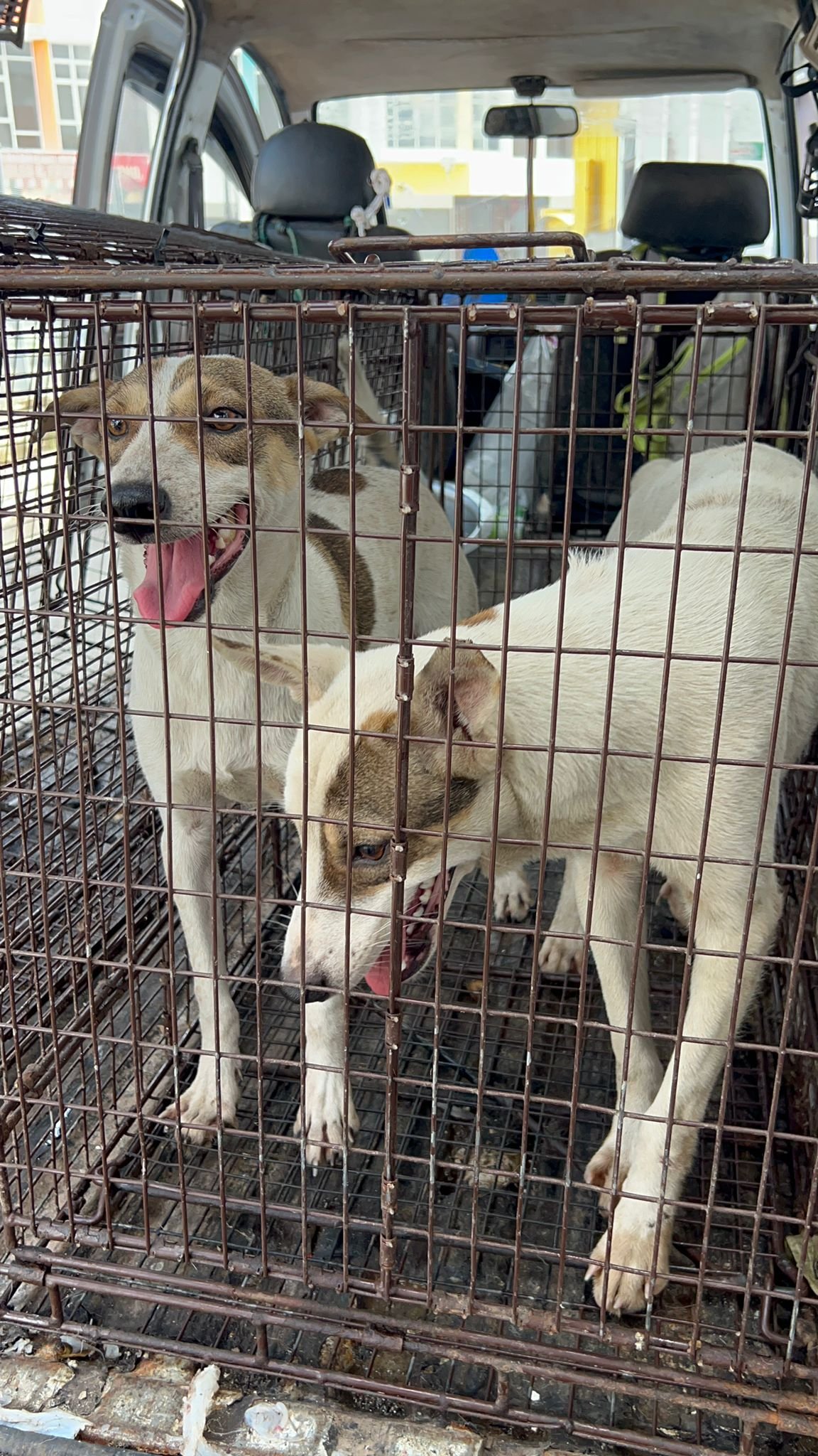 In Johor Bahru, it costs 150RM to sterilise a dog under 15kg. The cost increases with weight. We helped a private rescuer in Malaysia sterilise 10 dogs she rescued off the streets. These are two of them. 