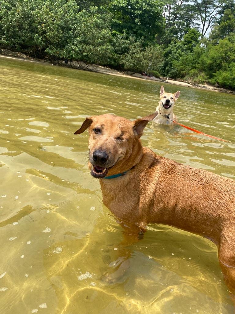 Two dogs swimming in a clear, shallow river with green trees in the background.