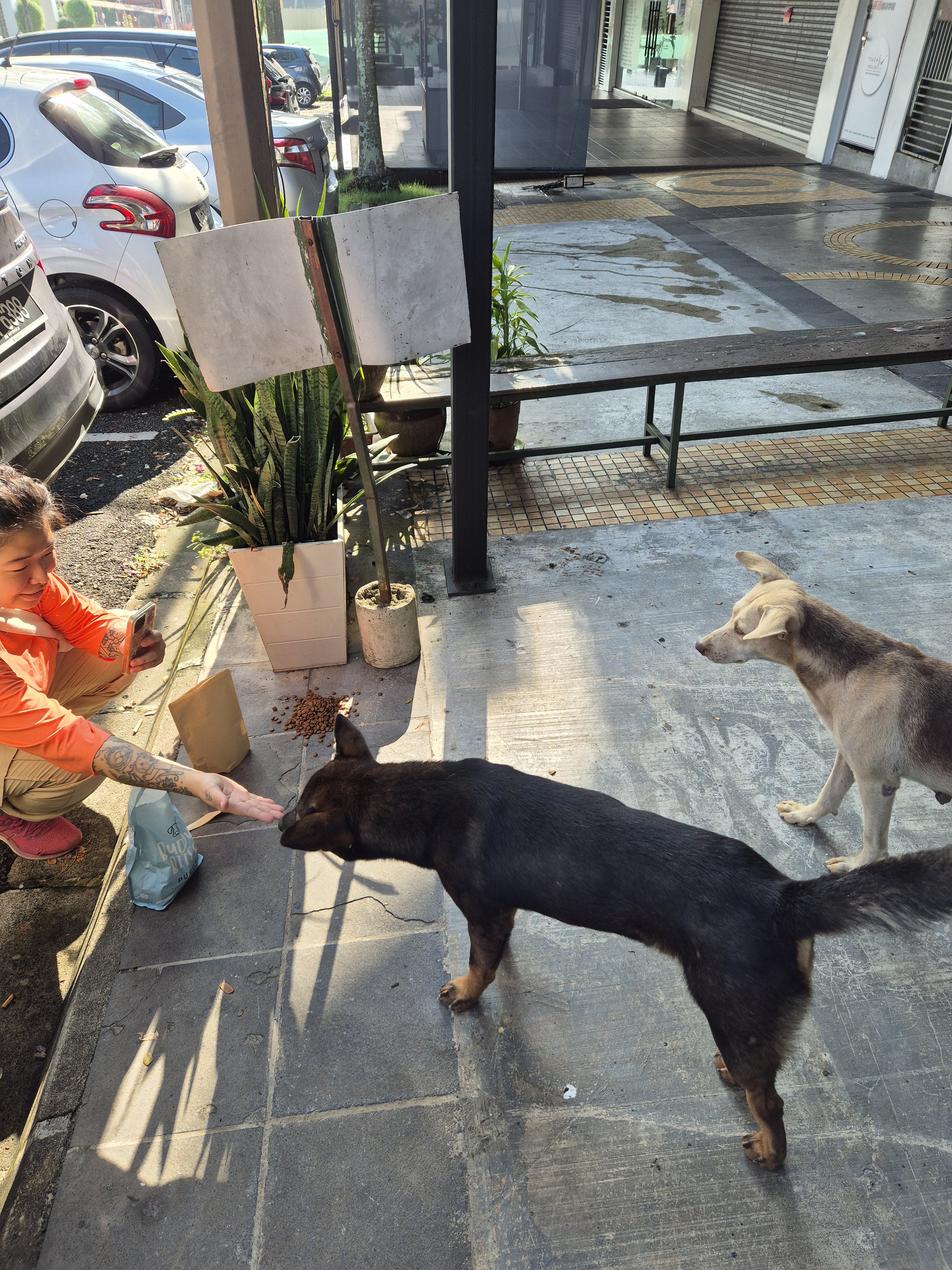 As one who has been to Johor Bahru might know, there are plenty of unsterilised strays roaming the streets. It's an unpredictable life given that many of them get caught by authorities and culled. Whenever we come across one, we try to show them a li