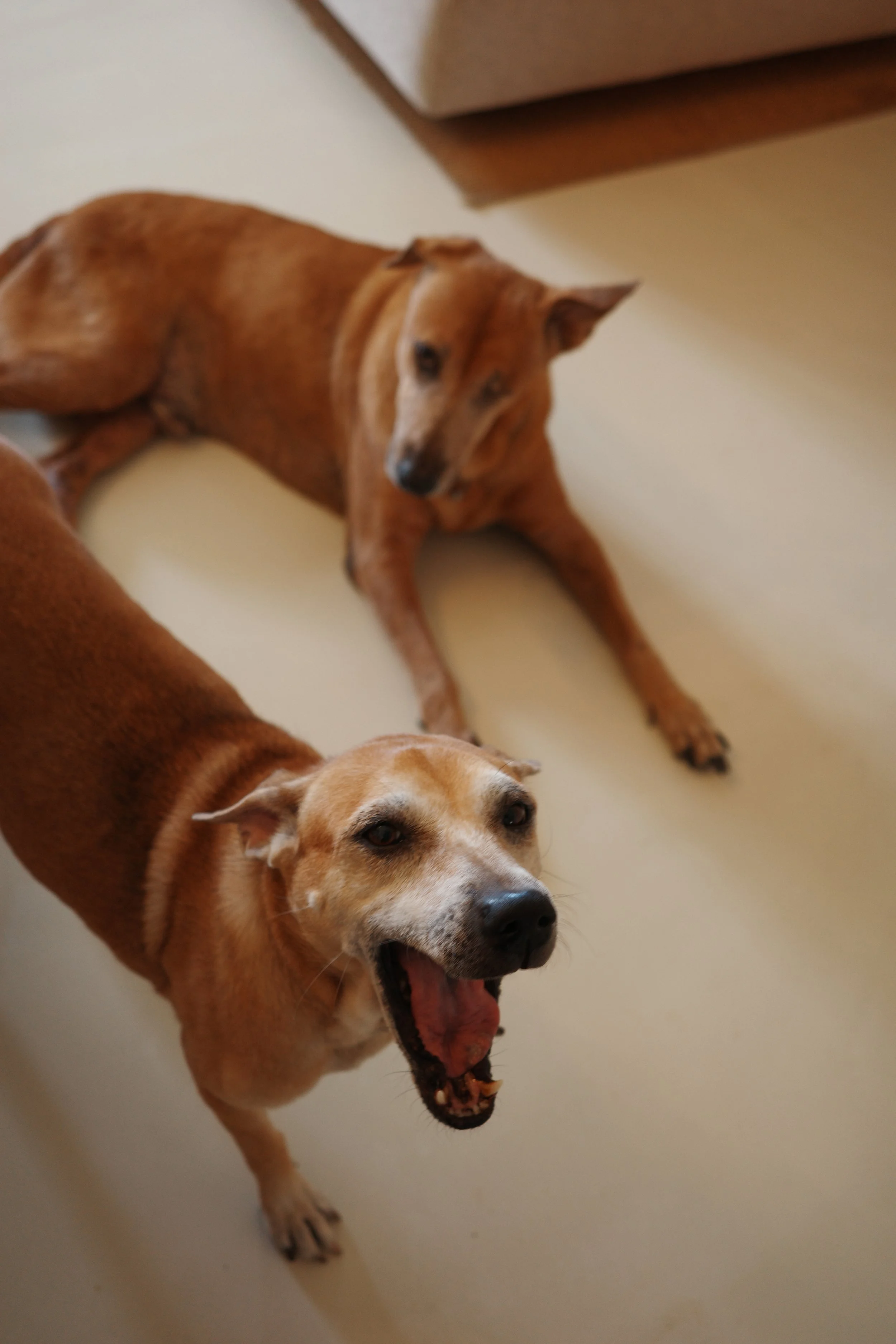 Two dogs, one yawning and one lying down, on a beige floor in a room with wooden floors and light-colored walls.