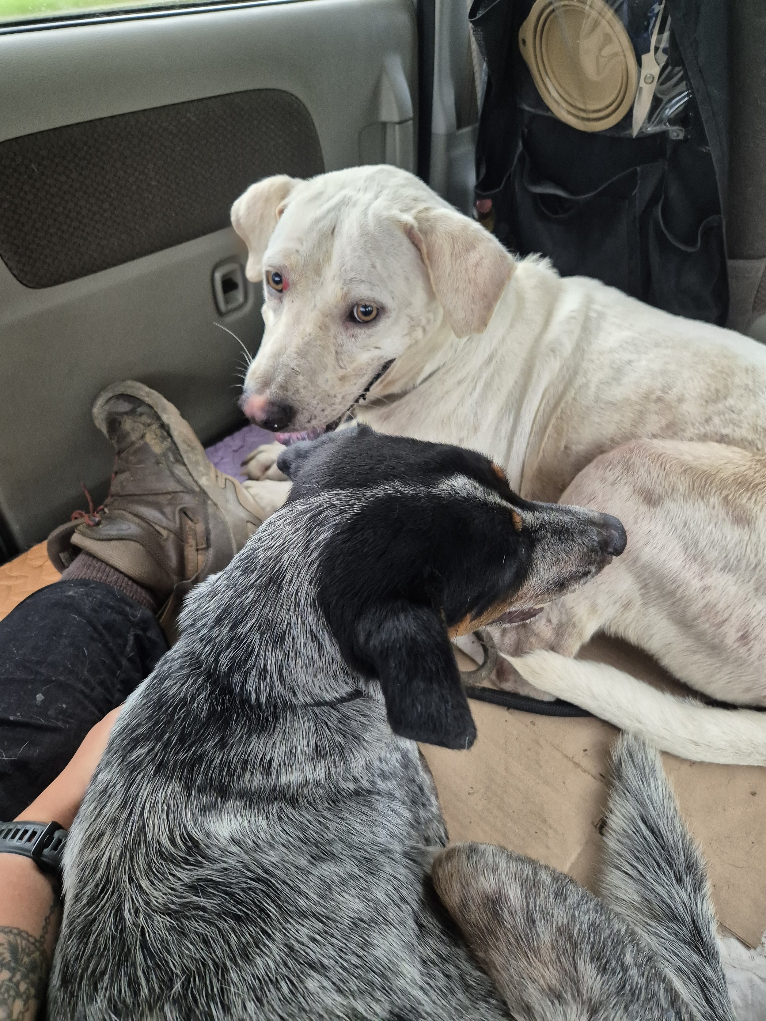 In the background, Cloud sits on his way to the vet for his first check up. In the foreground is Elsa, who came to the shelter with a litter of puppies who got adopted out before she did. She now lives in a big beautiful home in Singapore. 