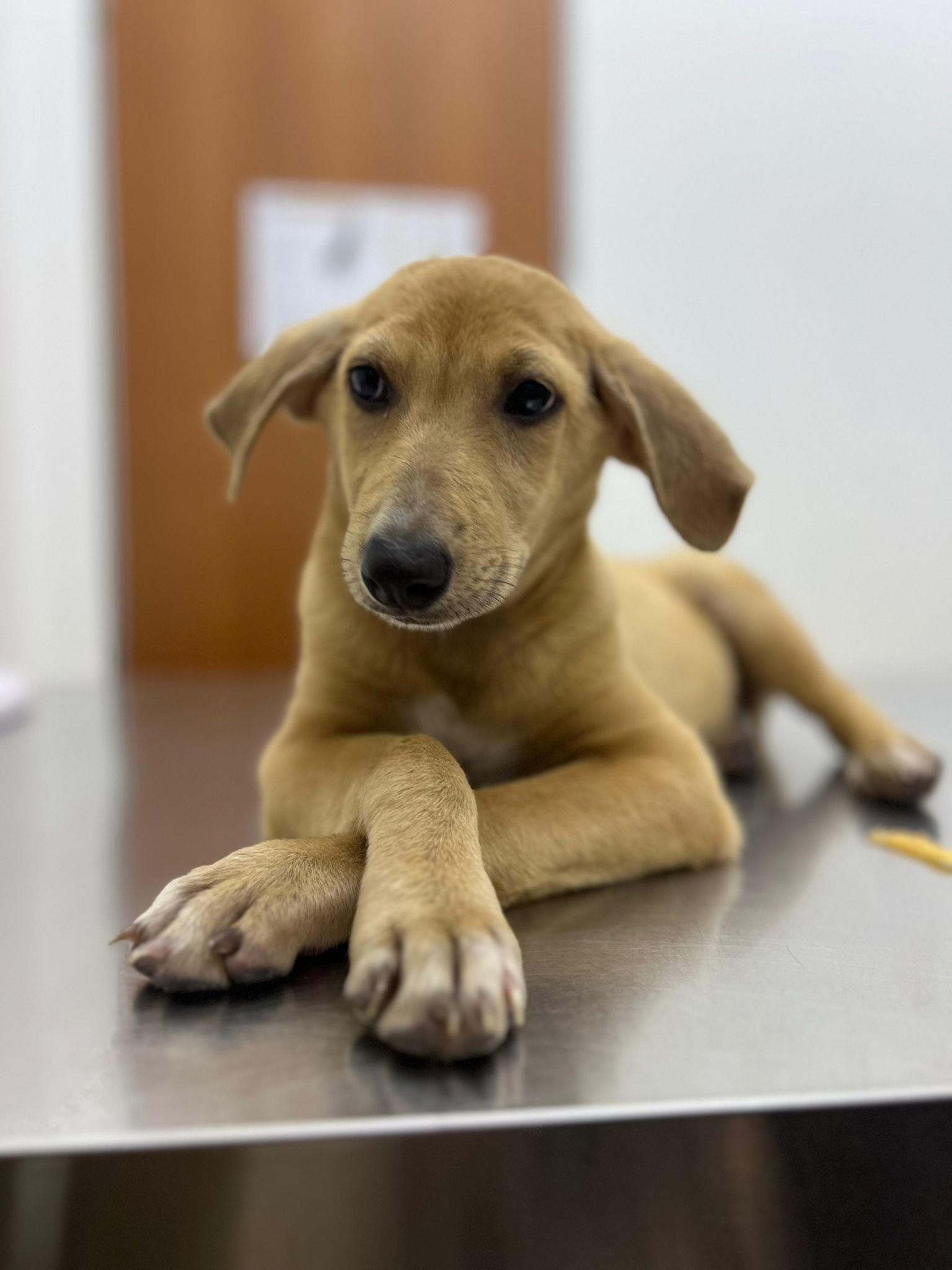 Back in 2024, Willow - at 4 months old - sprained both of her front limbs after jumping from a height at the shelter. She couldn't quite walk after that, and had to have both limbs wrapped with splints. She has since recovered and has been rehomed in