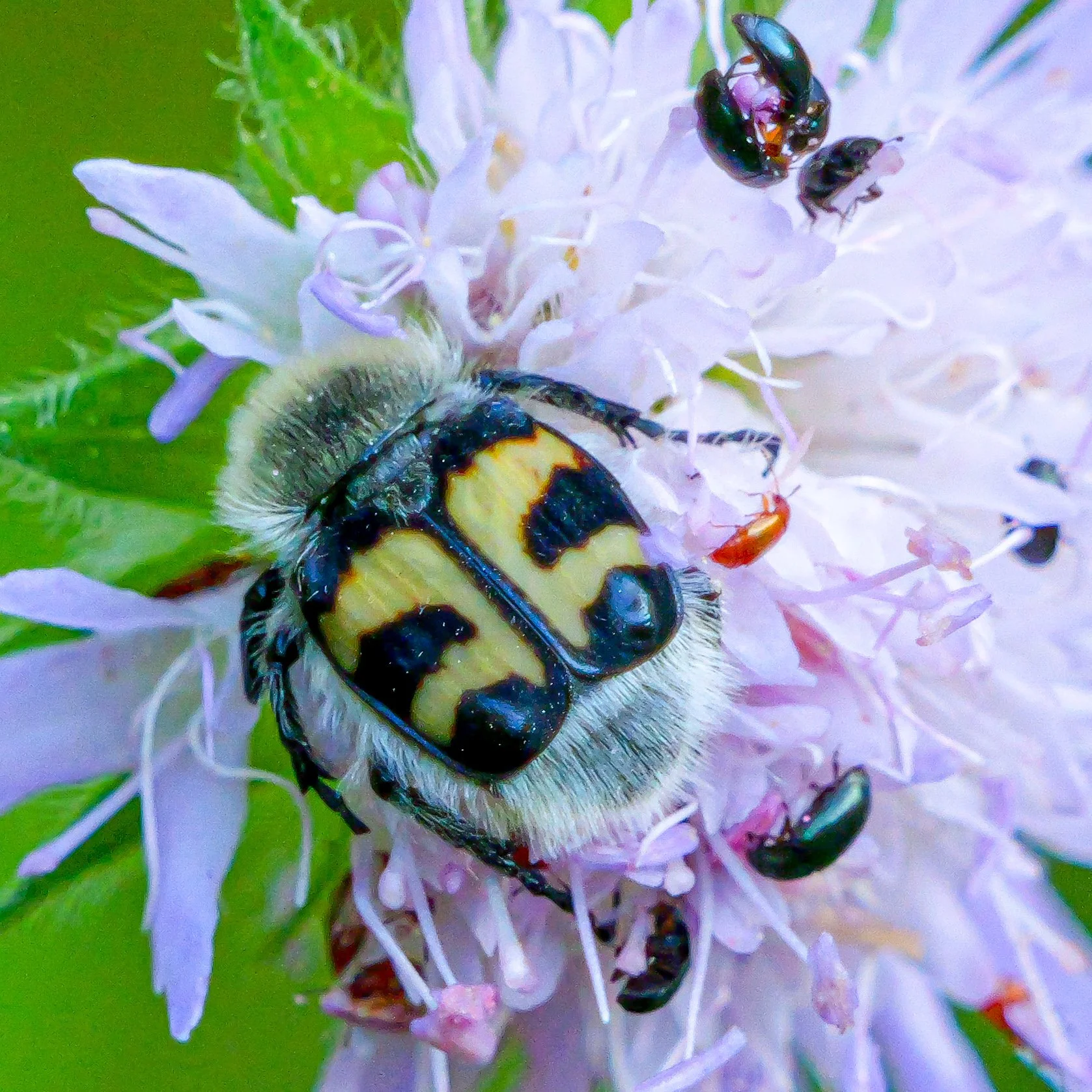 Gebänderter Pinselkäfer