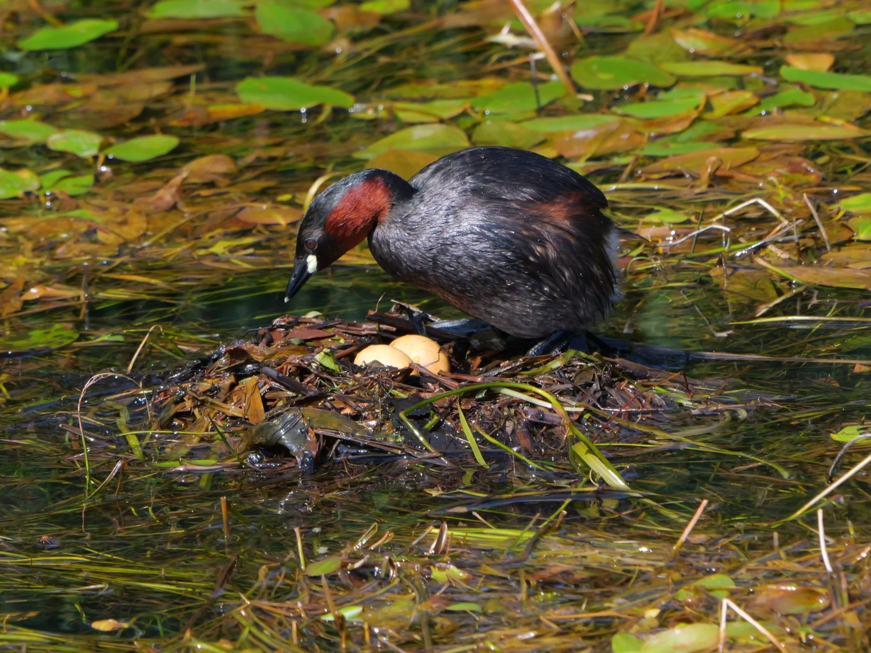 Zwergtaucher (c) Christopher Müller