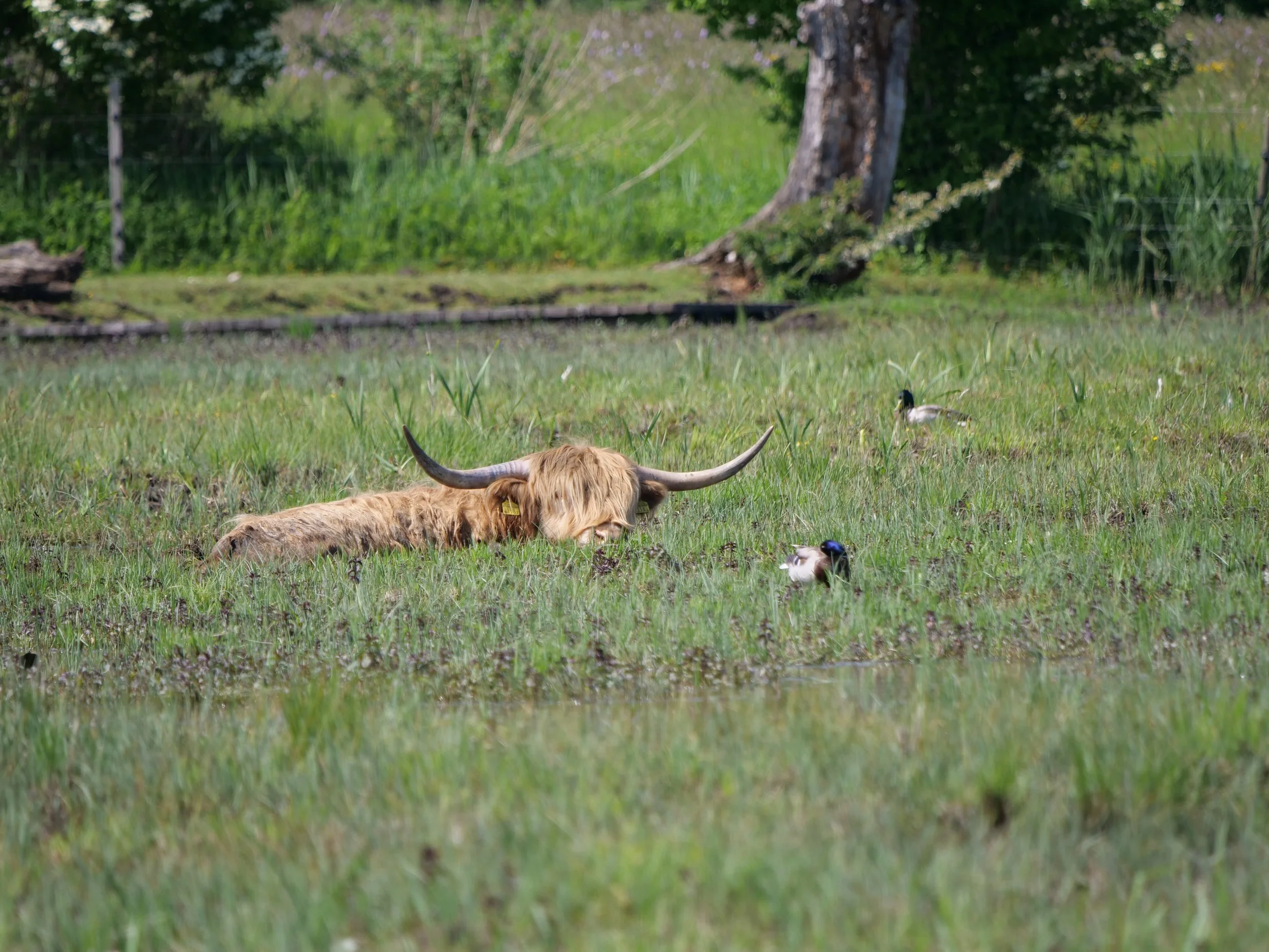 Neeracherried (c) Ch. Müller